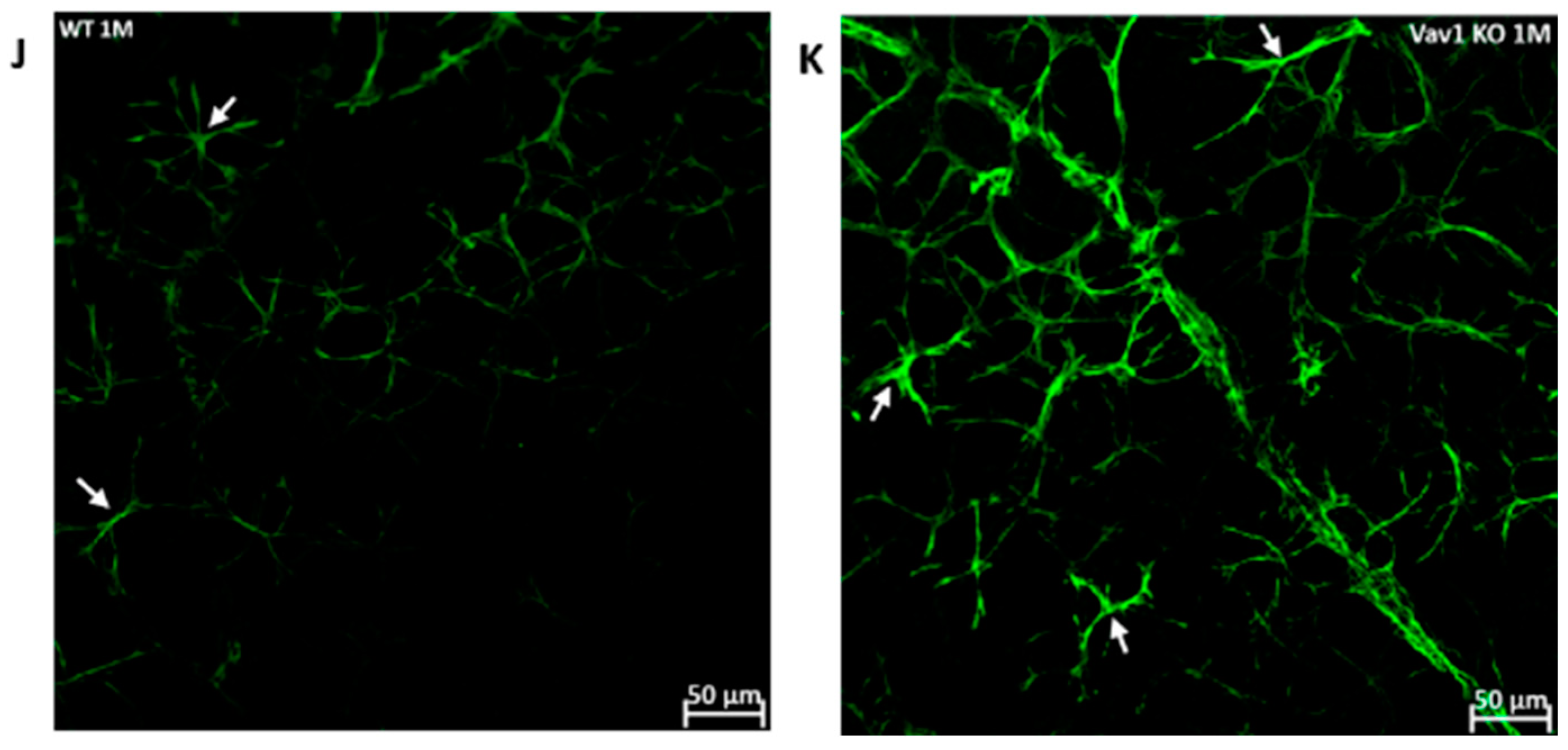 Cells 11 03207 g005b