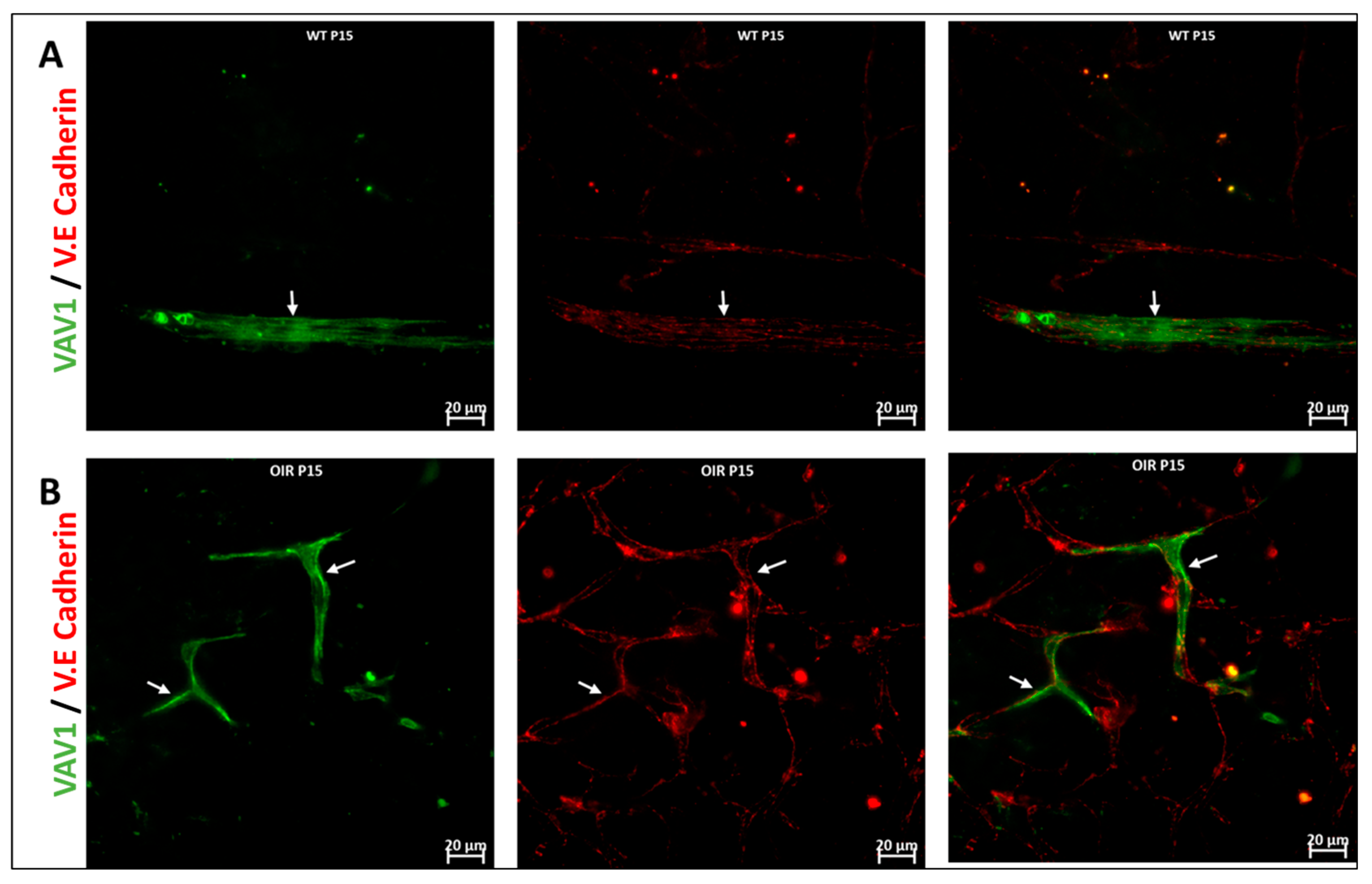 Cells 11 03207 g006a