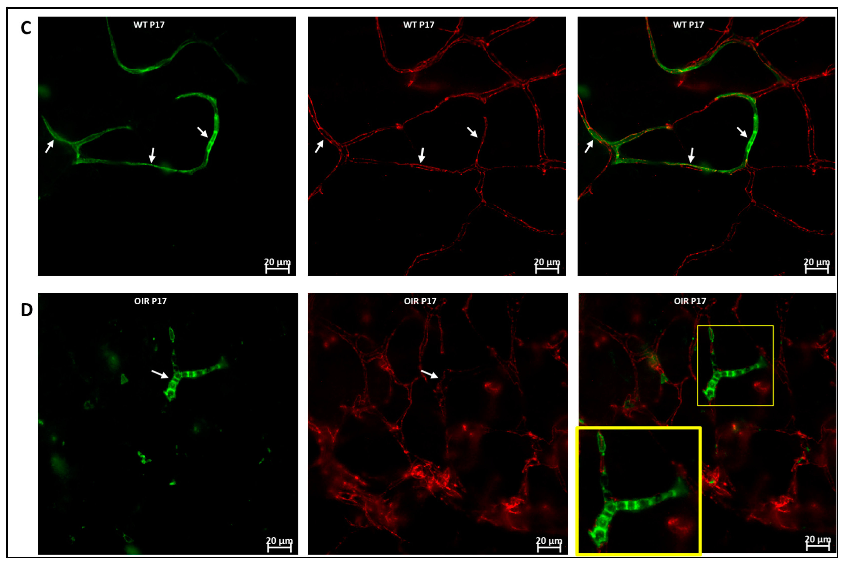 Cells 11 03207 g006b