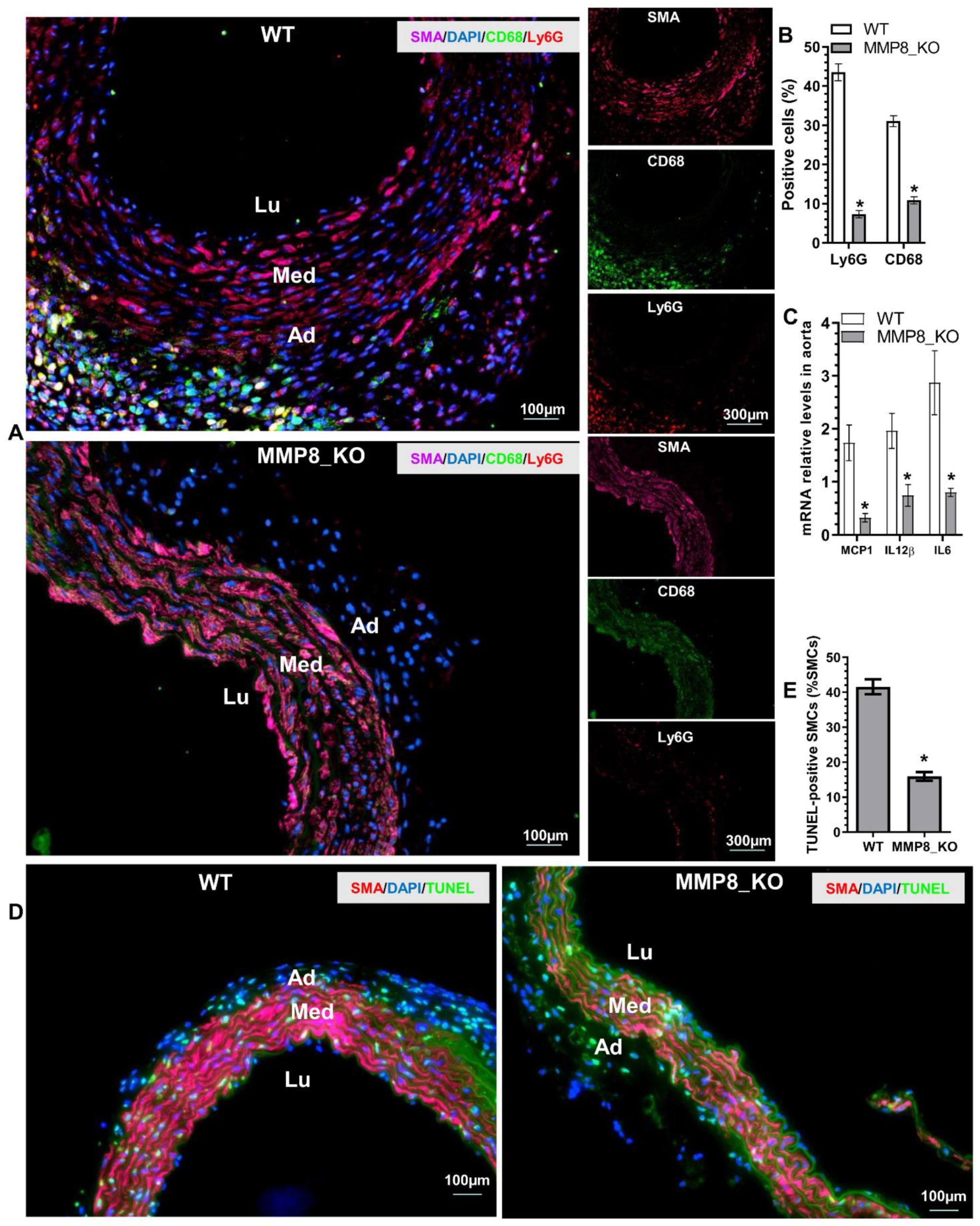 Cells 11 03218 g003