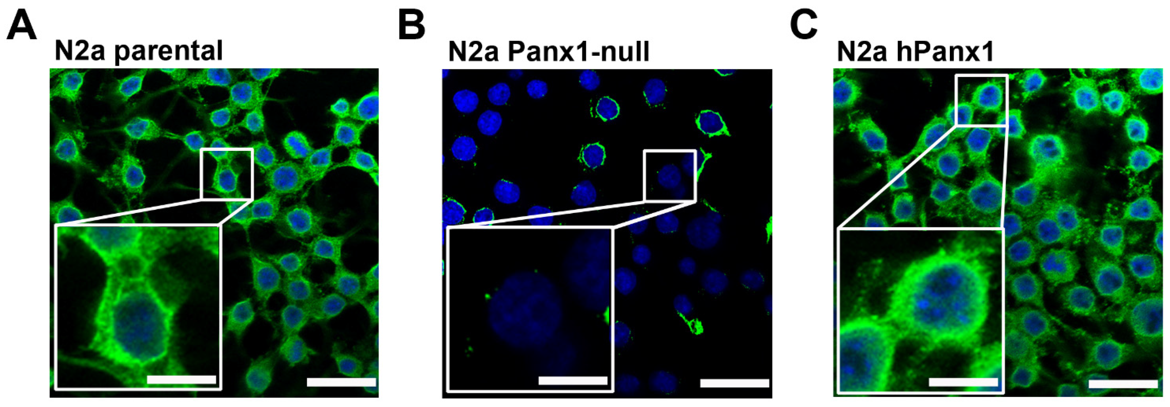 Cells 11 03219 g001 Cells 11 03219 g001