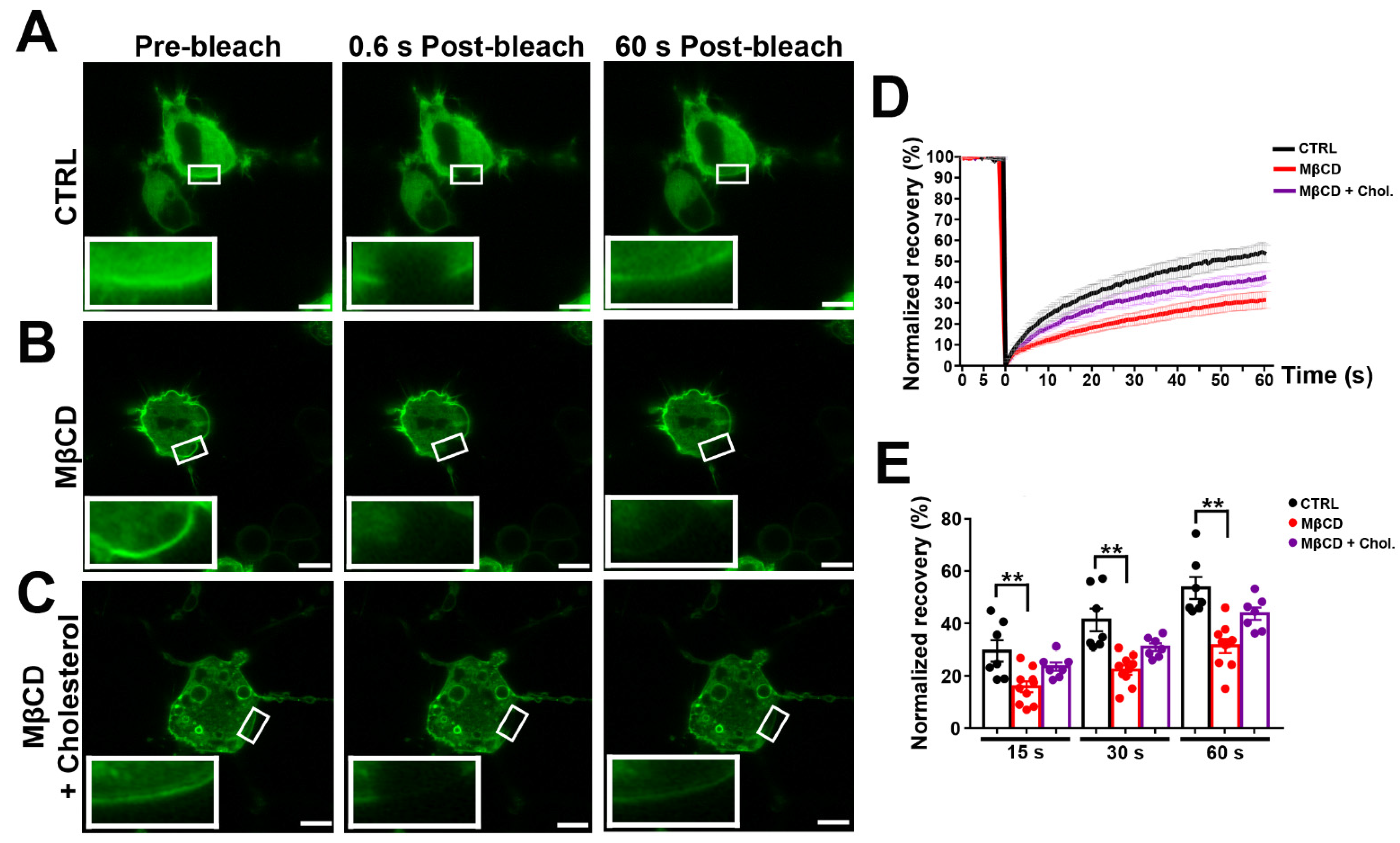 Cells 11 03219 g004 Cells 11 03219 g004