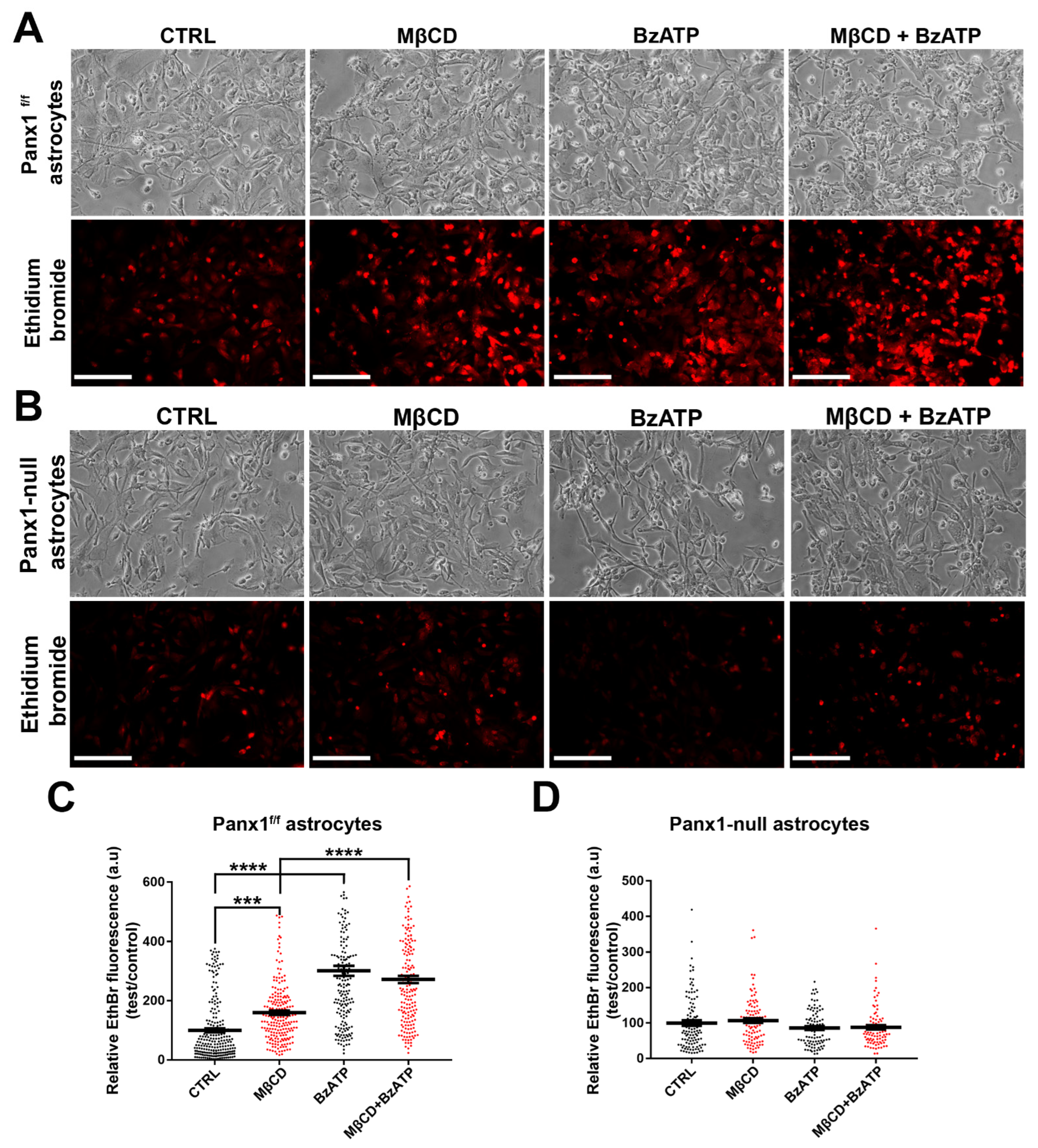 Cells 11 03219 g008 Cells 11 03219 g008