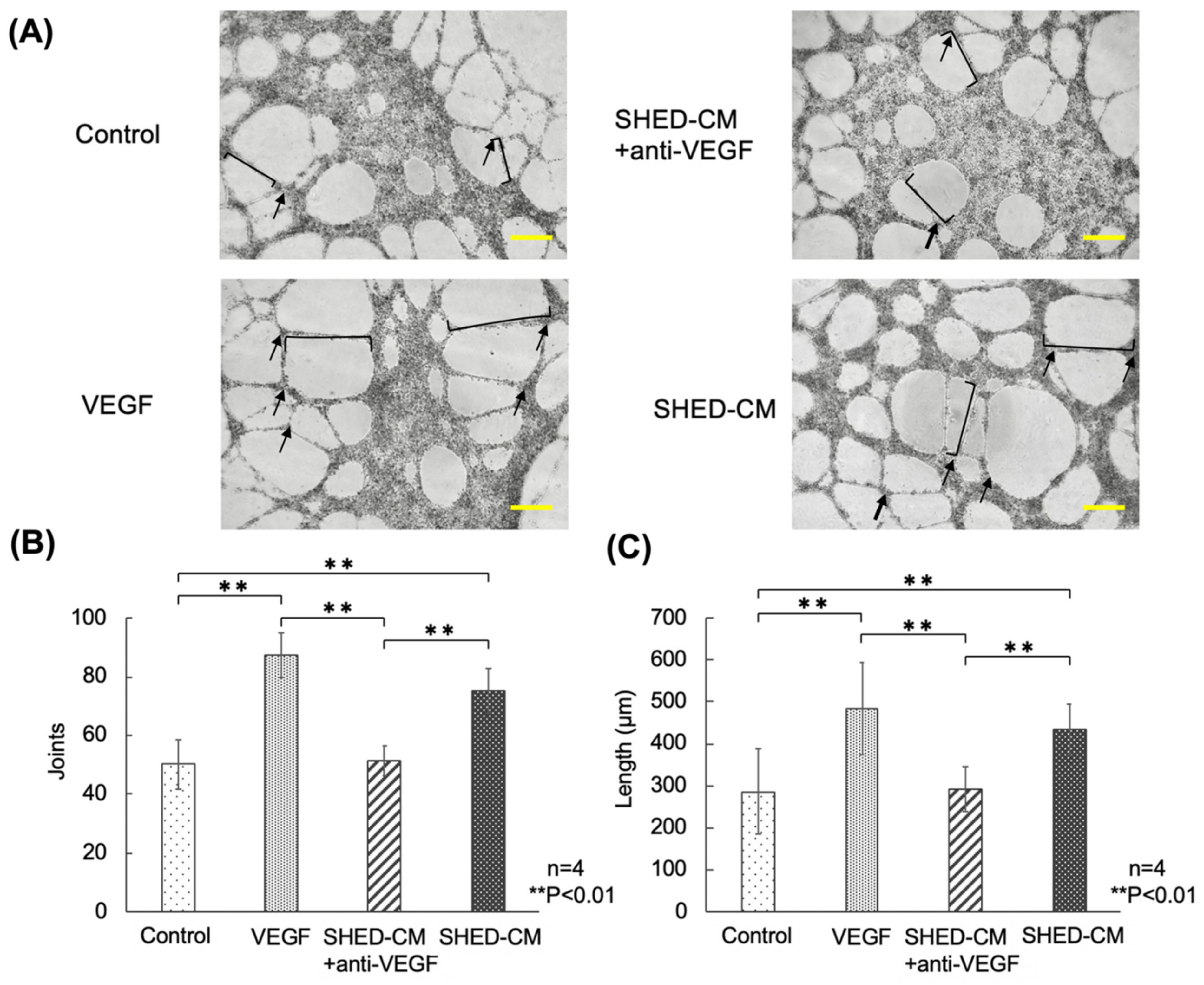 Cells 11 03222 g002 Cells 11 03222 g002