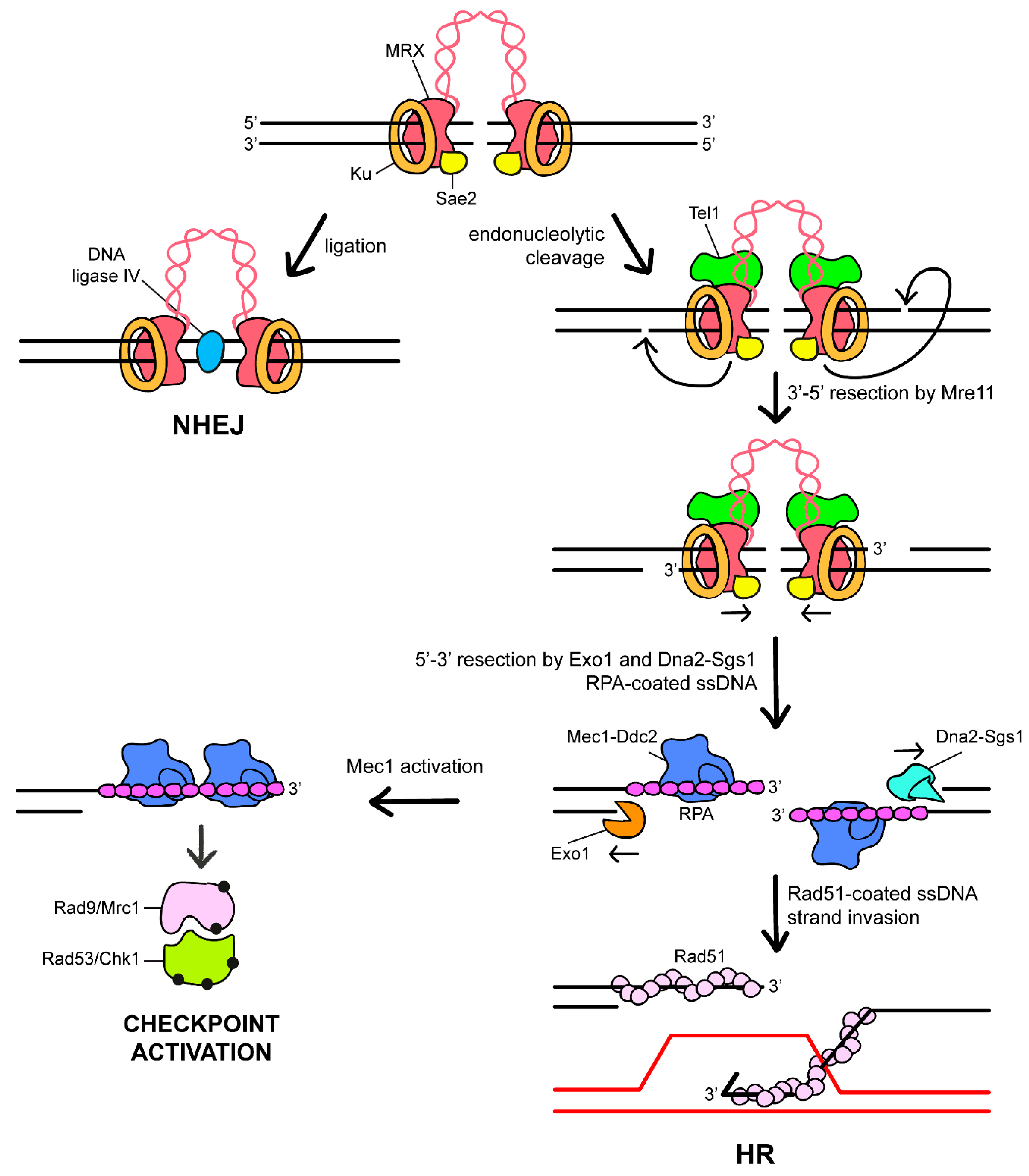 Cells 11 03224 g002 Cells 11 03224 g002