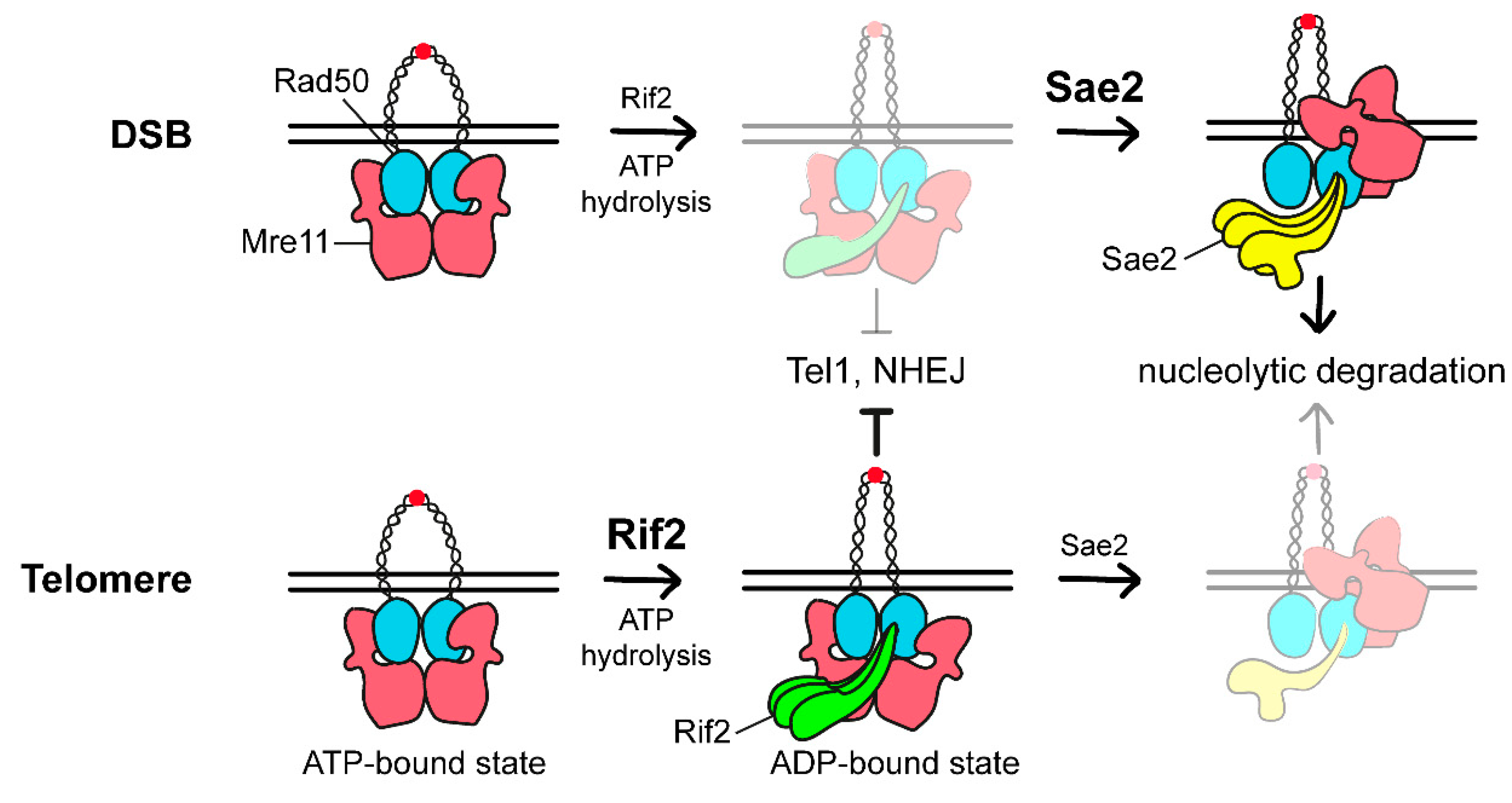 Cells 11 03224 g004 Cells 11 03224 g004
