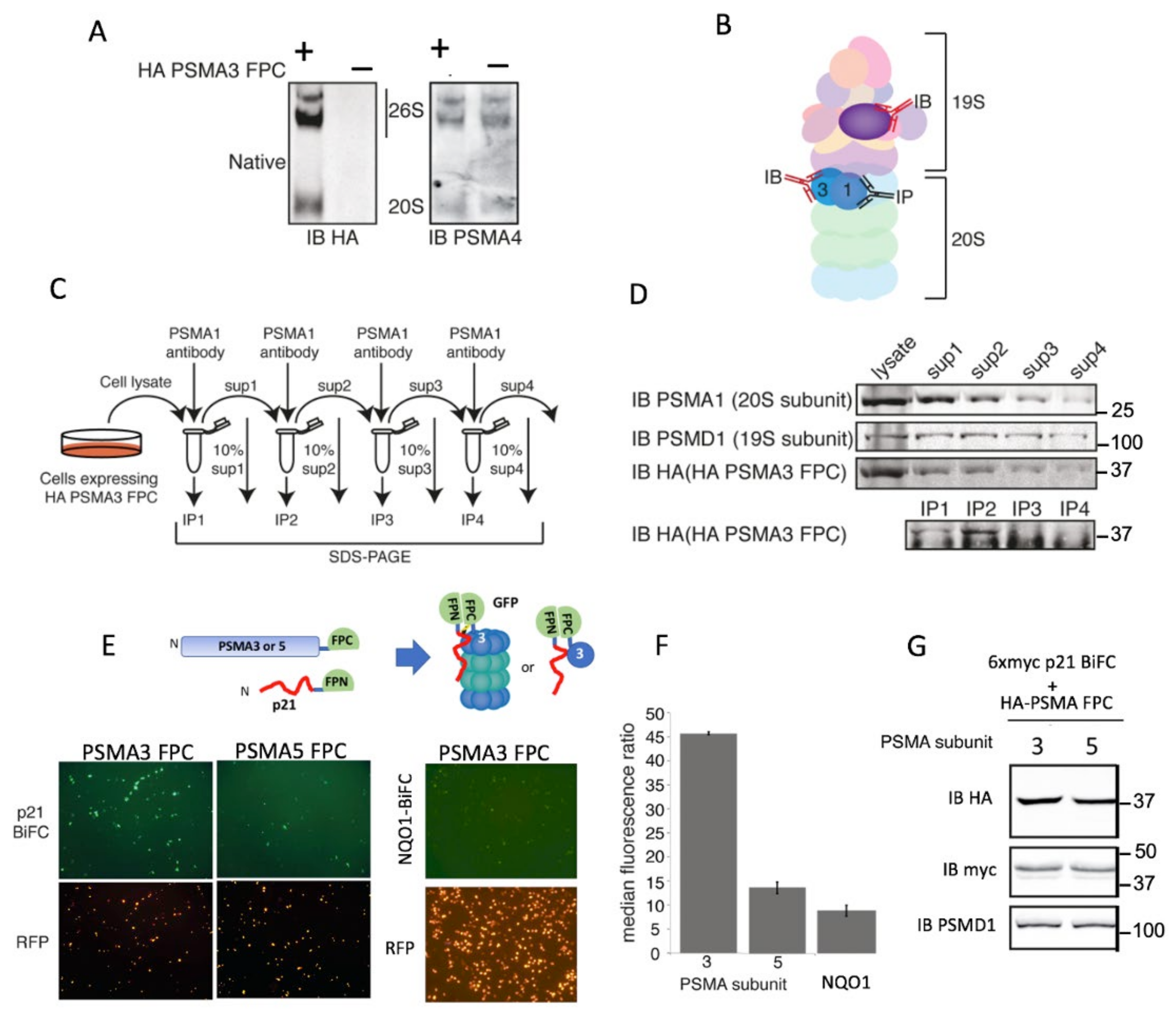 Cells 11 03231 g002 Cells 11 03231 g002