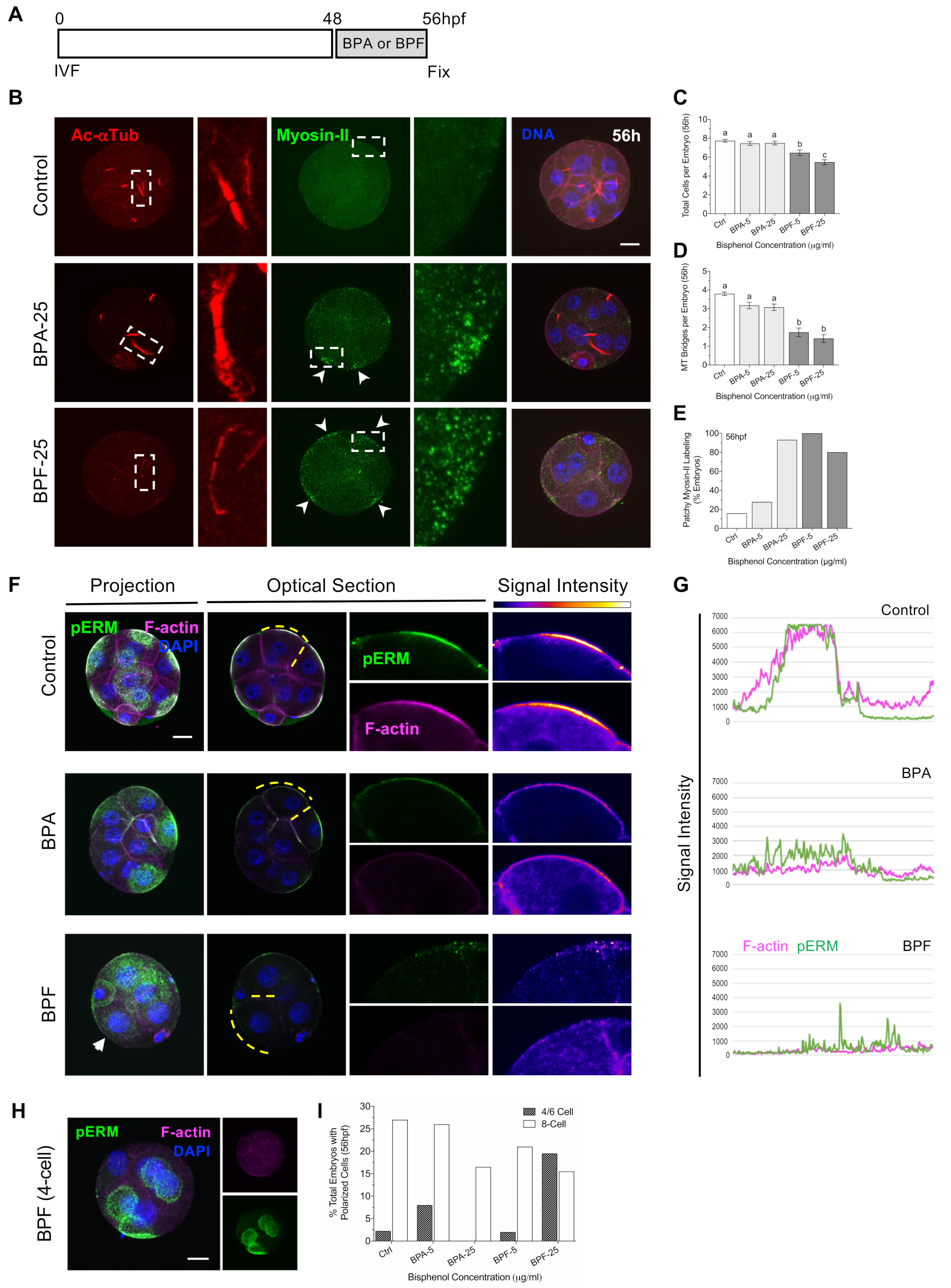 Cells 11 03233 g004 Cells 11 03233 g004
