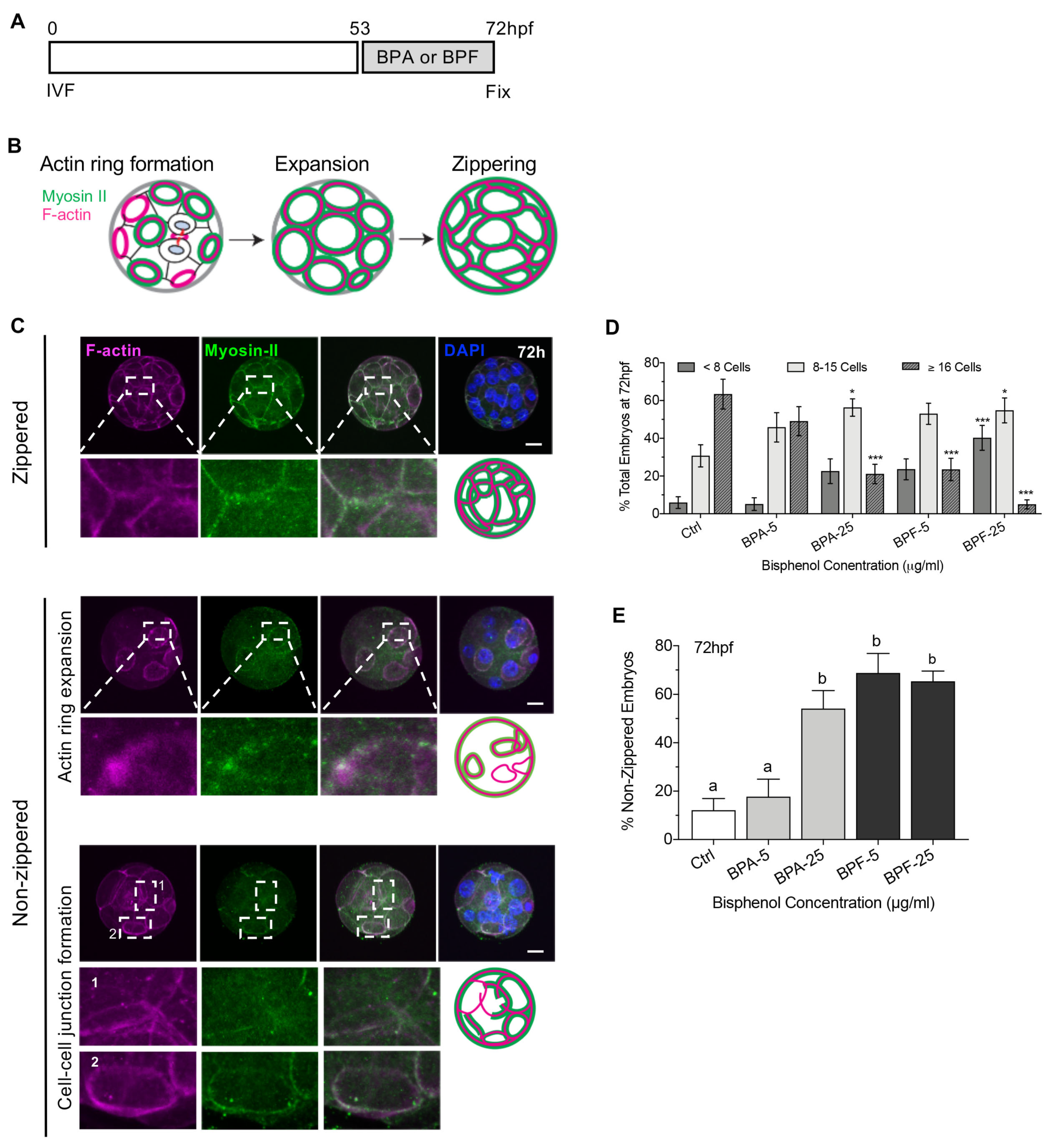 Cells 11 03233 g005 Cells 11 03233 g005
