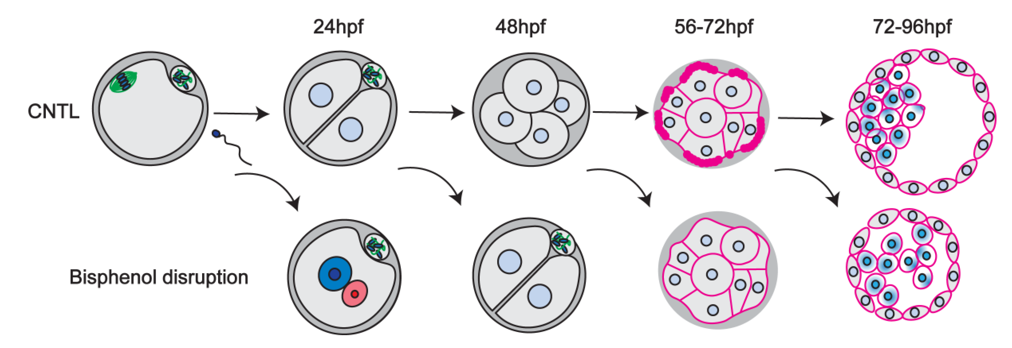 Cells 11 03233 g009 Cells 11 03233 g009