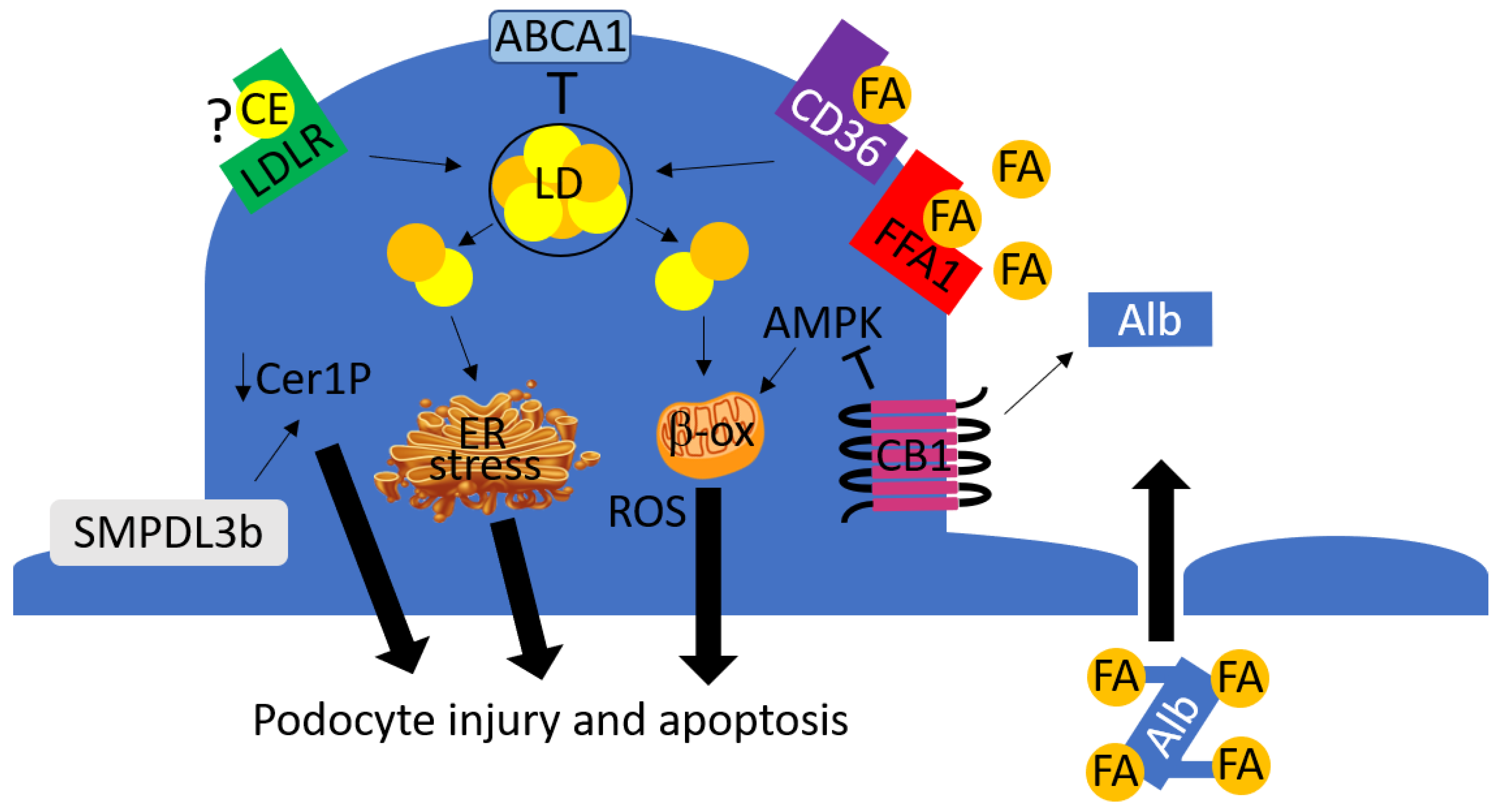 The Contribution of Lipotoxicity to Diabetic Kidney Disease