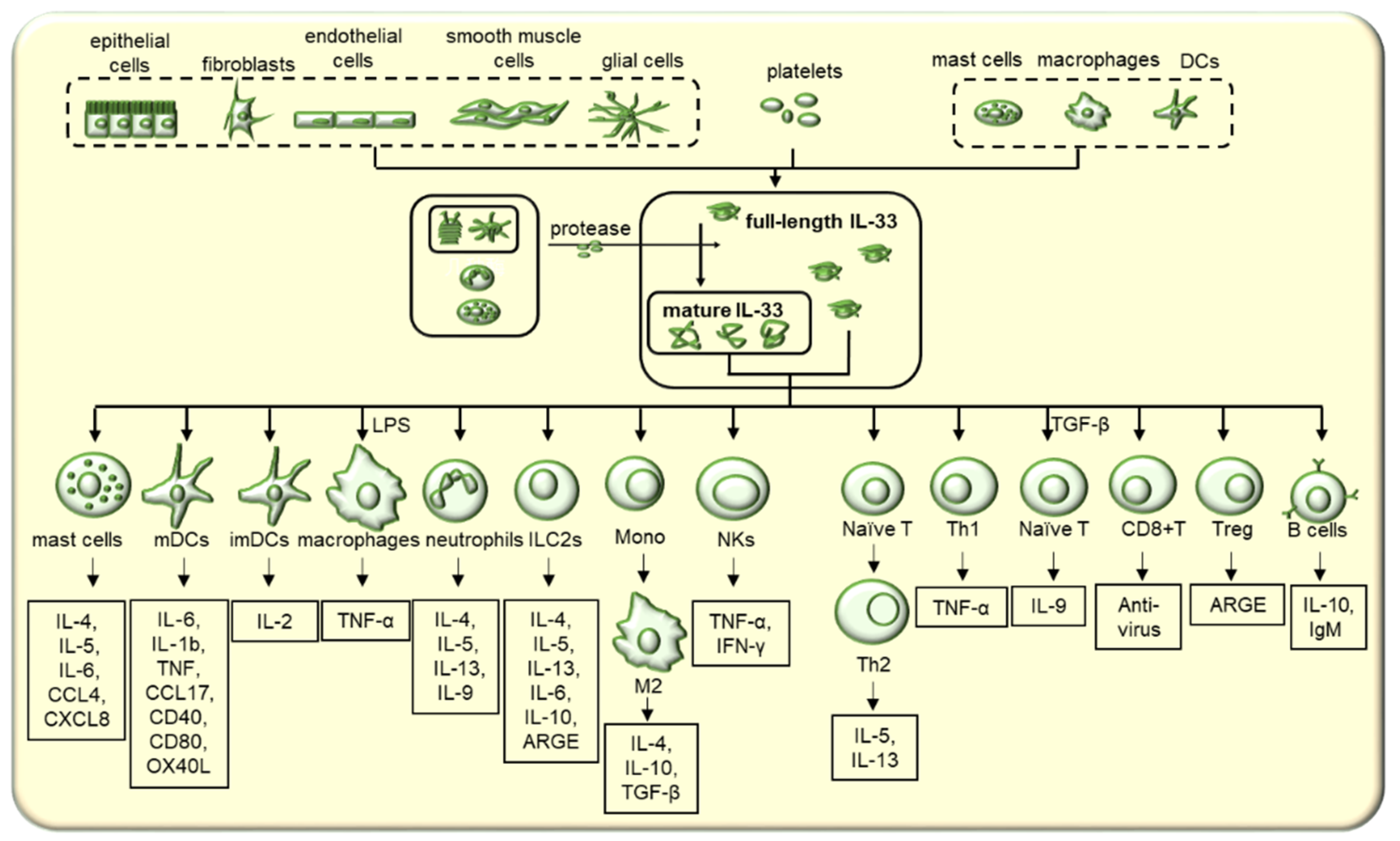 Cells 11 03237 g001 Cells 11 03237 g001