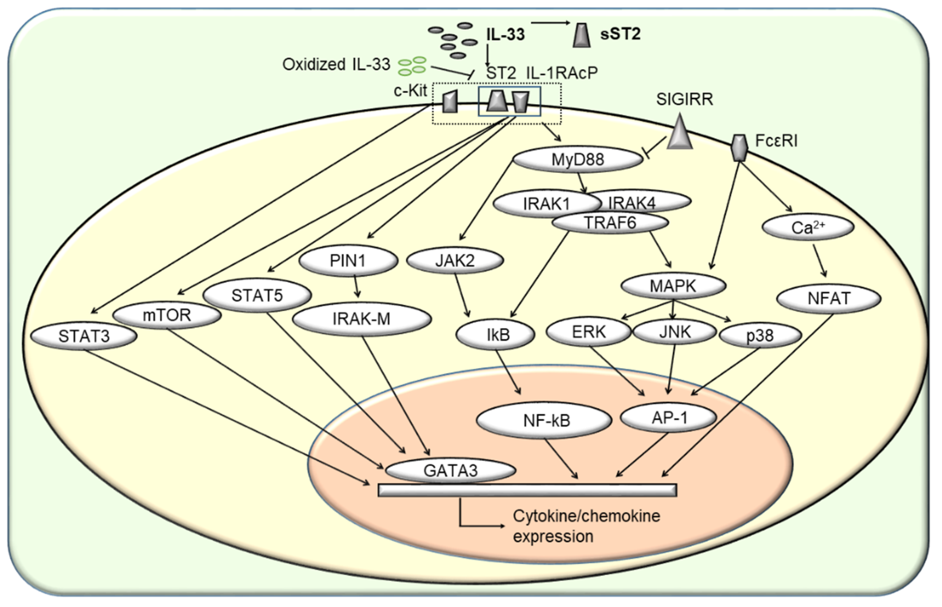 Cells 11 03237 g002 Cells 11 03237 g002