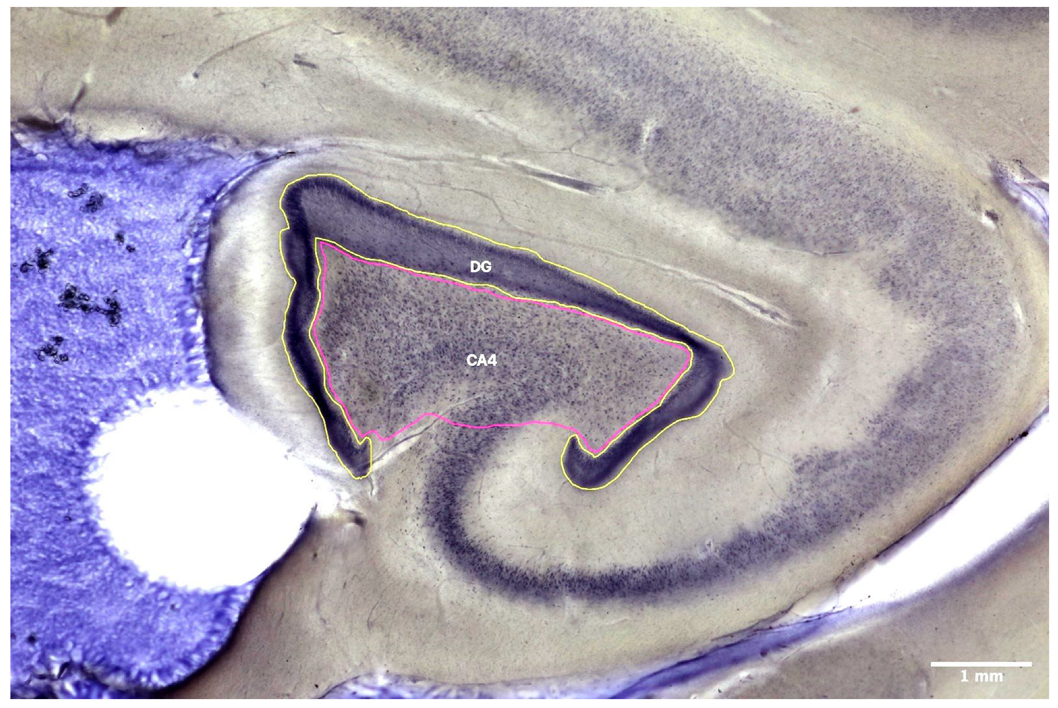 Cells 11 03242 g001 Cells 11 03242 g001