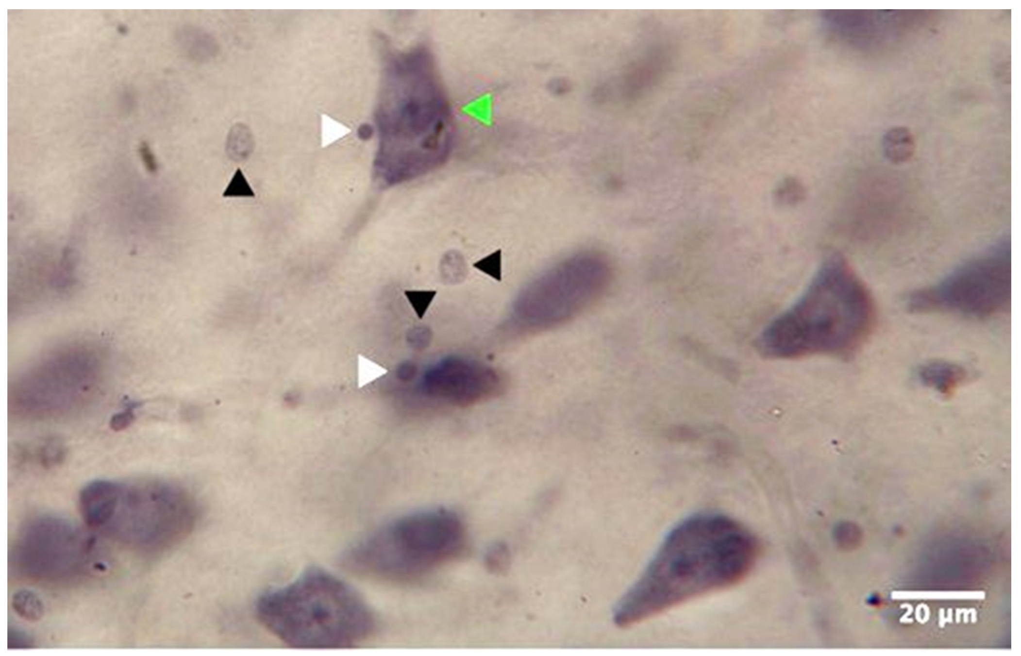 Cells 11 03242 g002 Cells 11 03242 g002