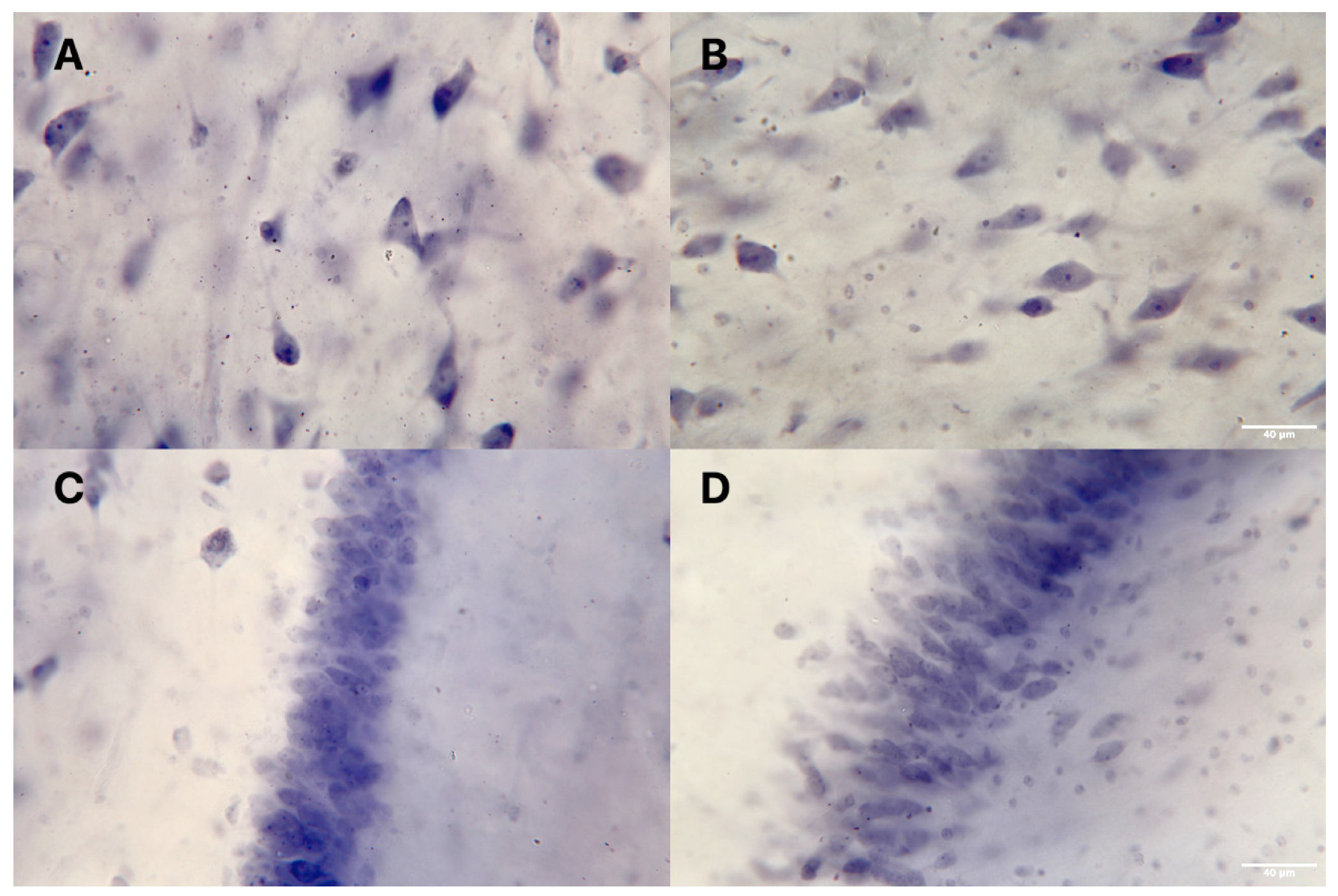 Cells 11 03242 g003 Cells 11 03242 g003