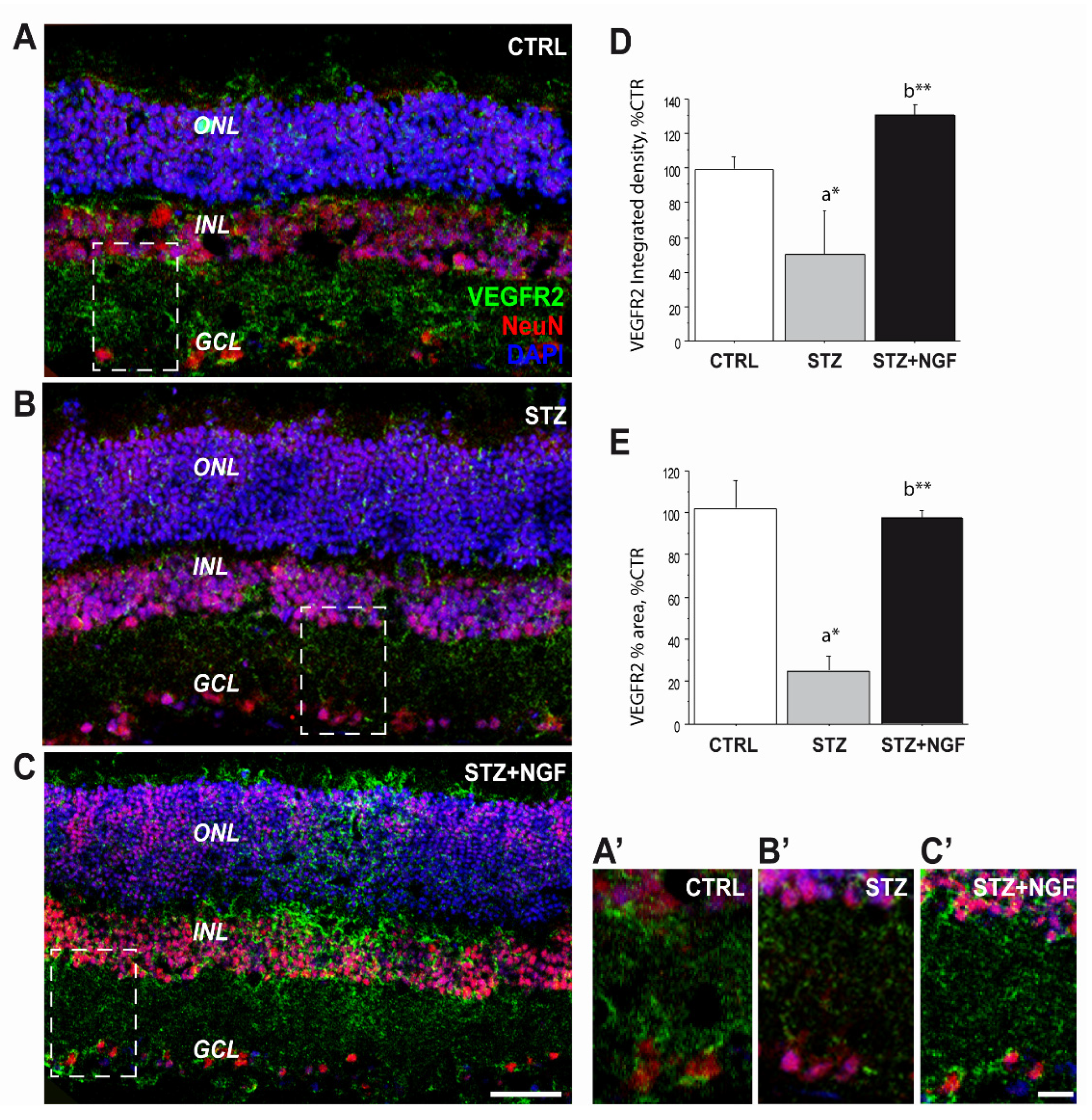Cells 11 03246 g005 Cells 11 03246 g005