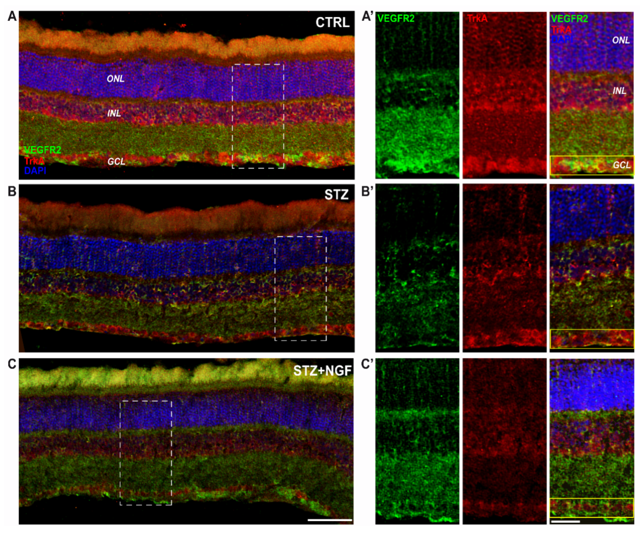 Cells 11 03246 g006 Cells 11 03246 g006