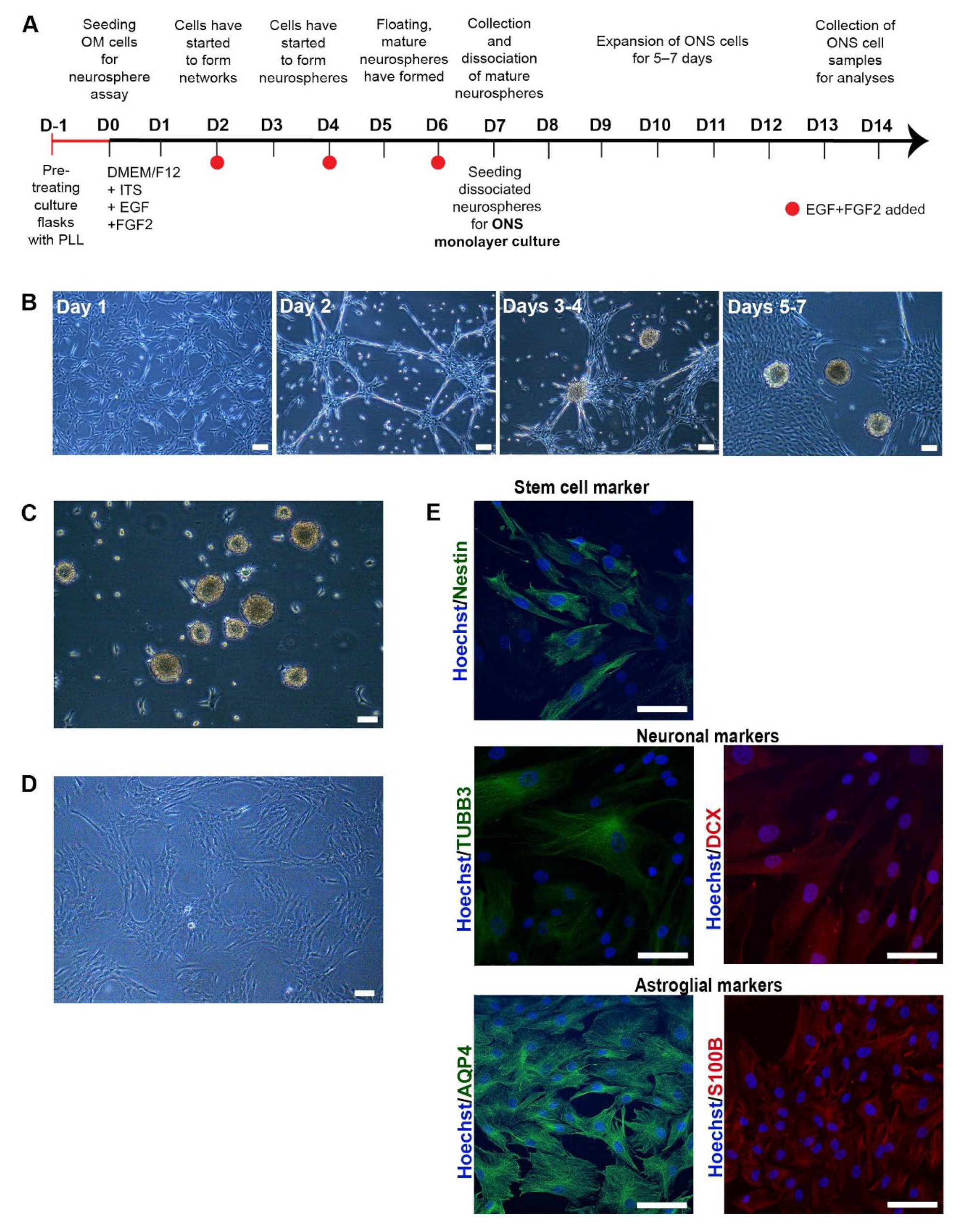 Cells 11 03258 g001 Cells 11 03258 g001