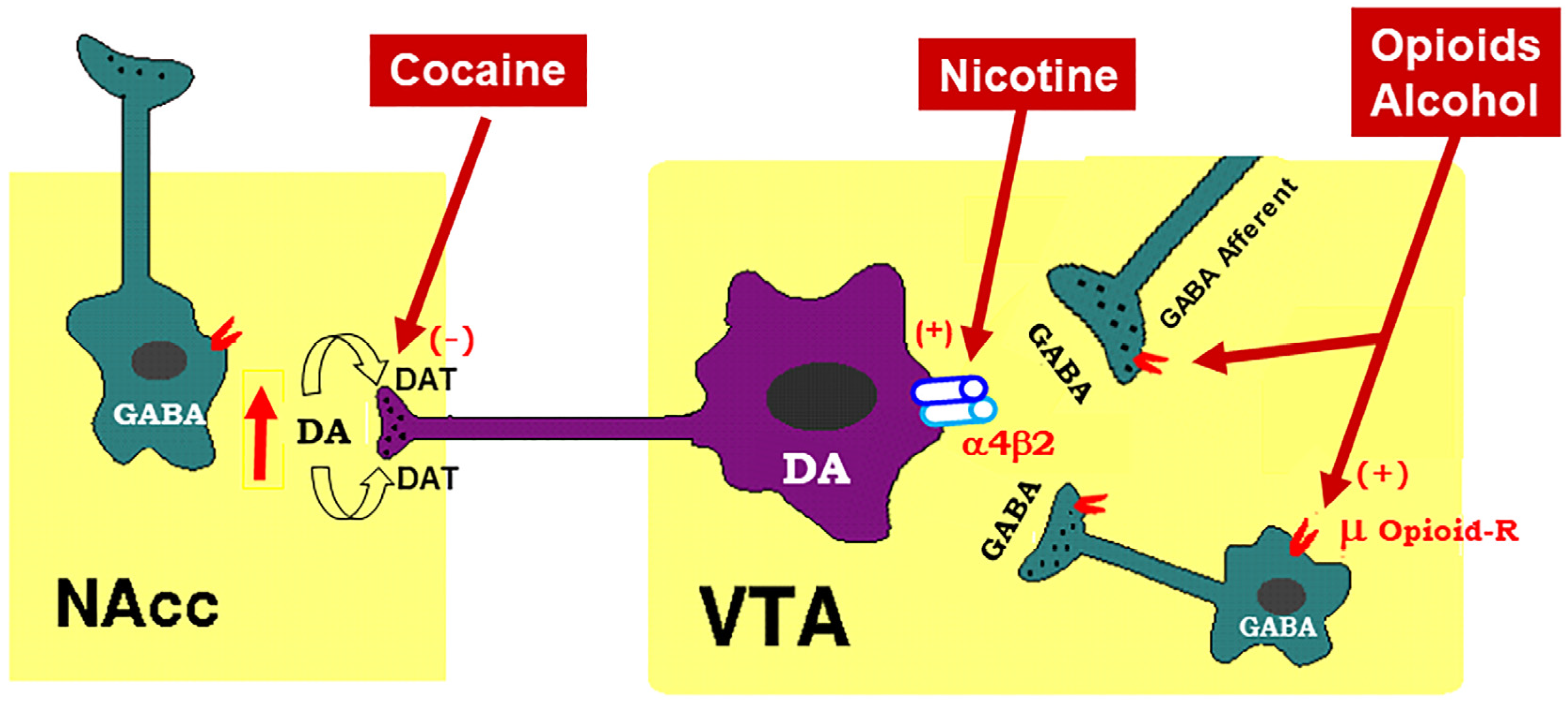 Region-Specific Effects of Nicotine on Brain Activity: A Pharmacological  MRI Study in the Drug-Naïve Rat