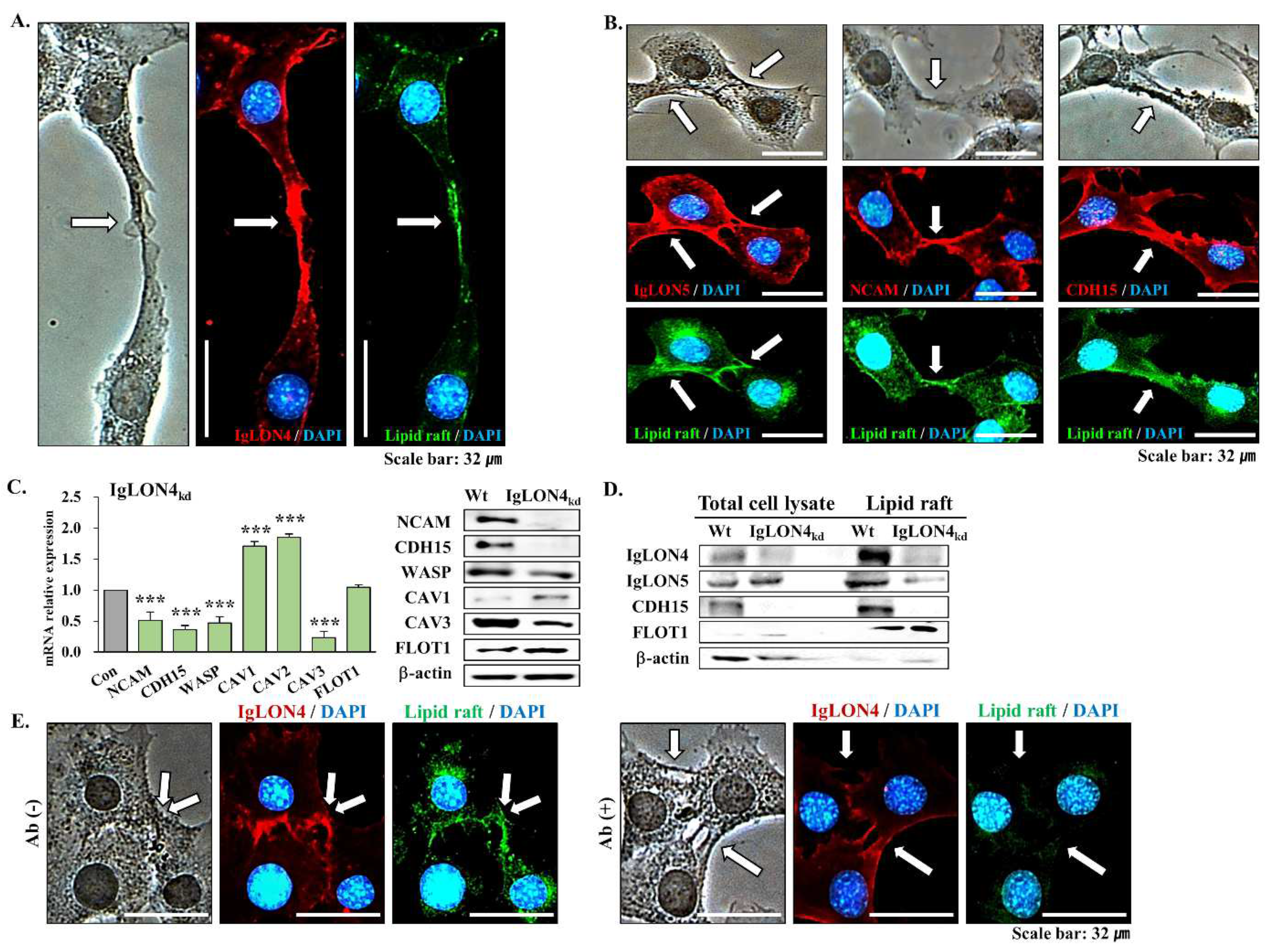 Cells 11 03265 g005 Cells 11 03265 g005