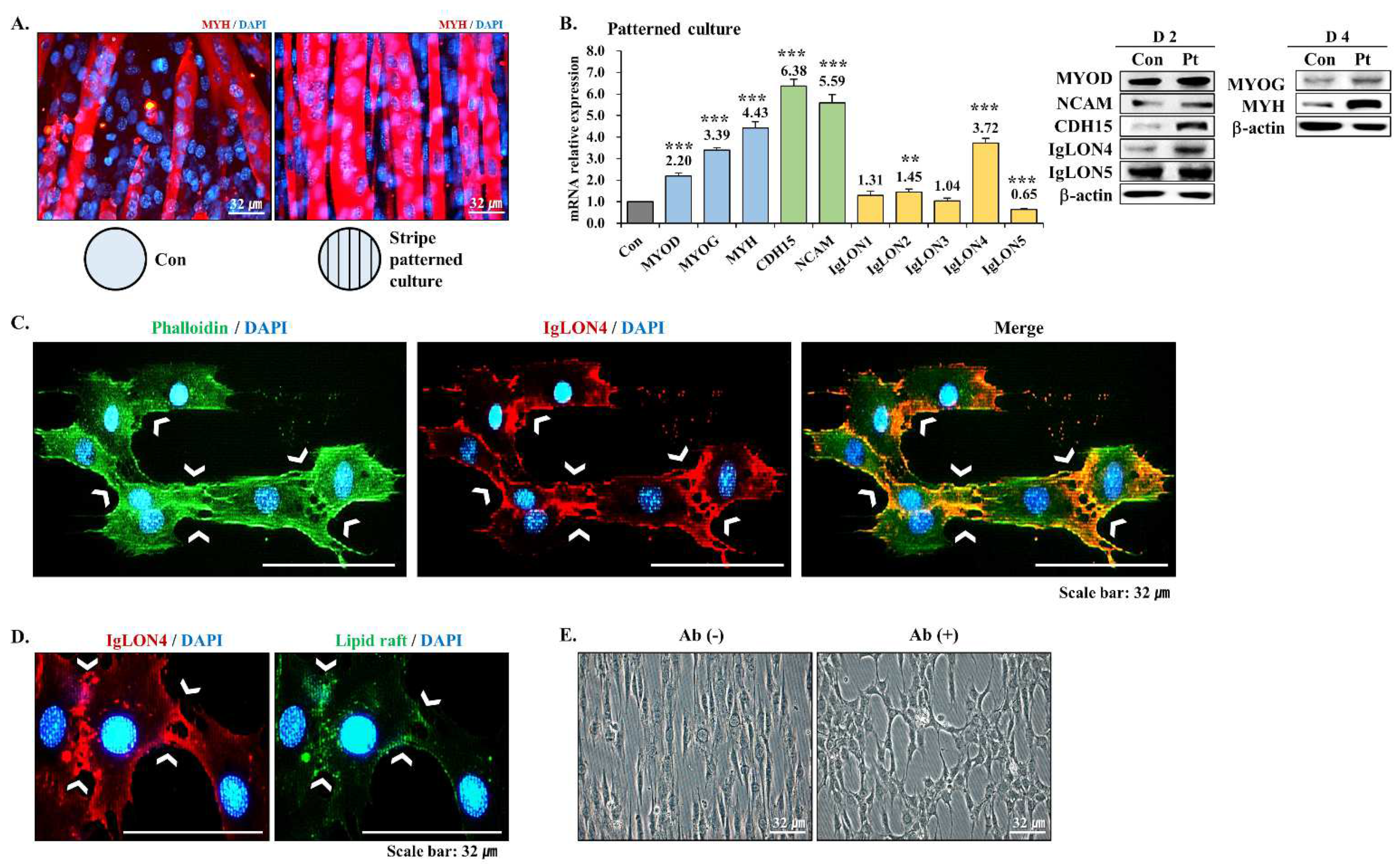 Cells 11 03265 g006 Cells 11 03265 g006