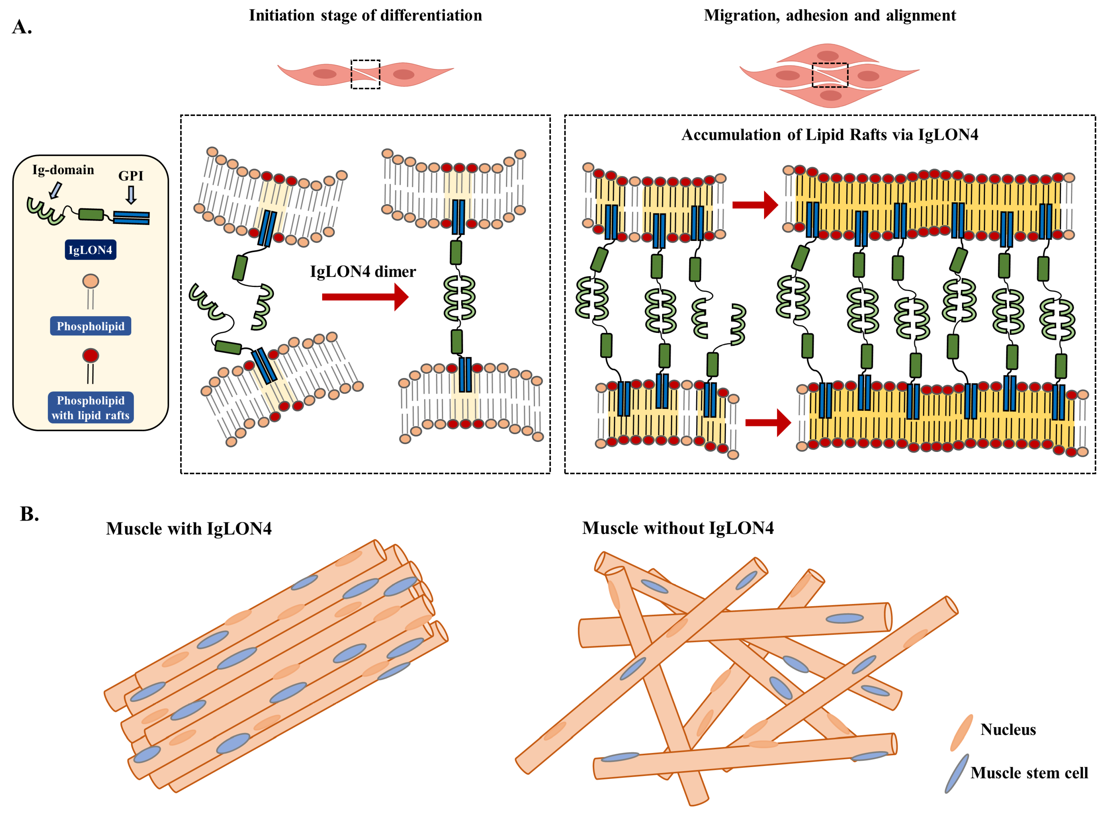 Cells 11 03265 g007 Cells 11 03265 g007