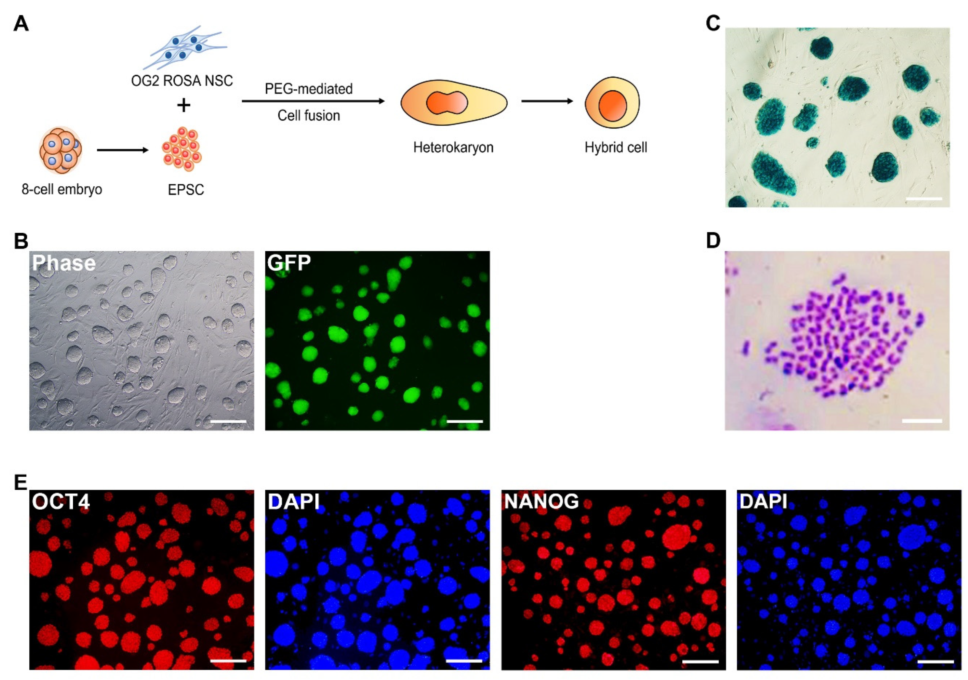 Cells 11 03266 g002a