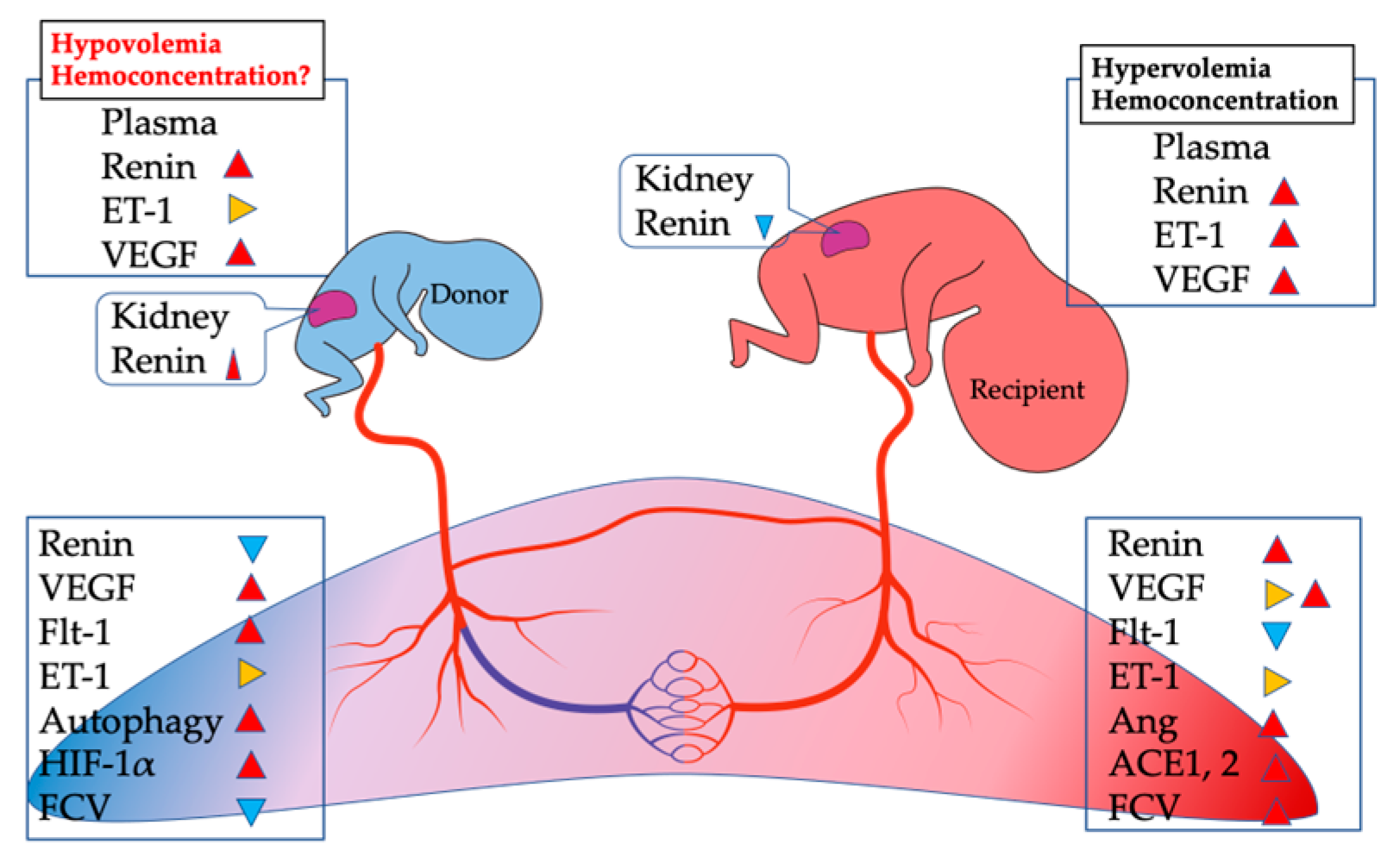 Cells Free FullText Molecular Mechanisms Underlying TwintoTwin