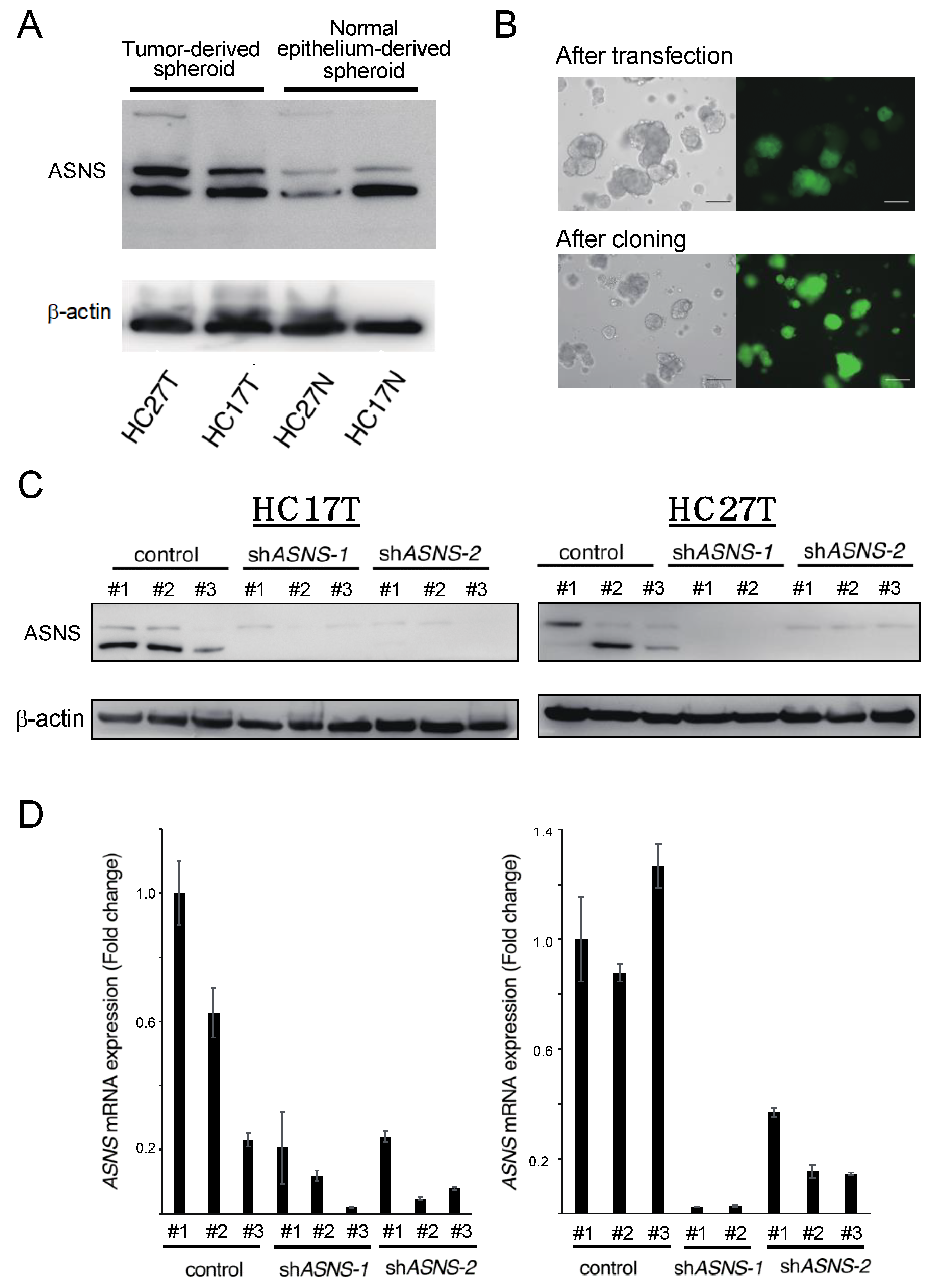 Cells 11 03273 g002 Cells 11 03273 g002