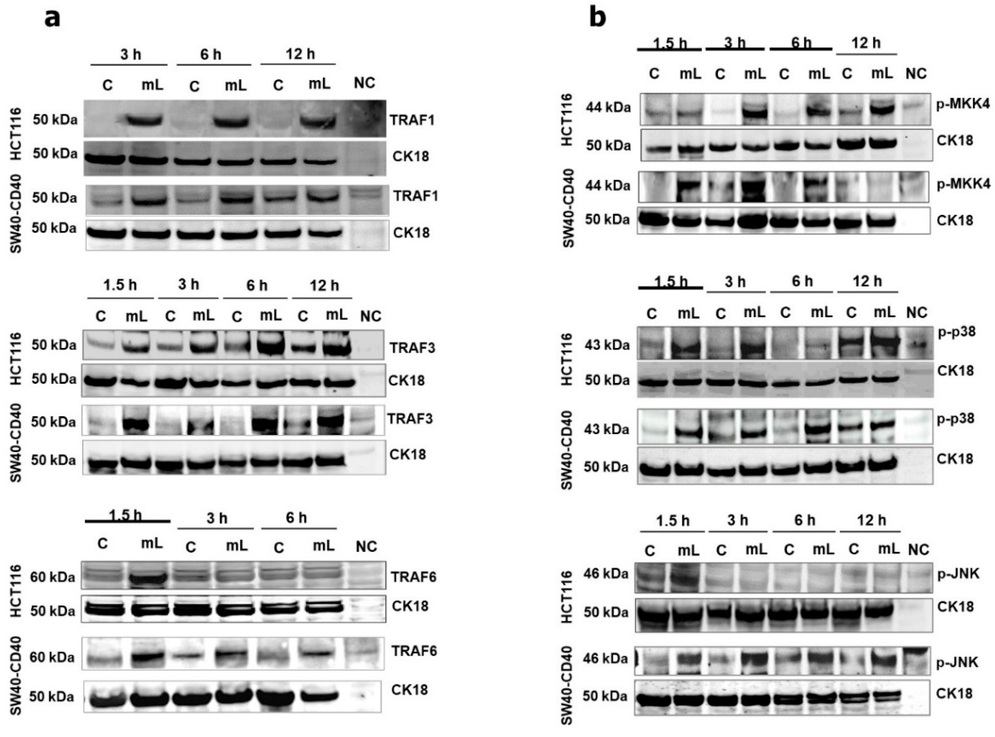 Cells 11 03274 g002 Cells 11 03274 g002
