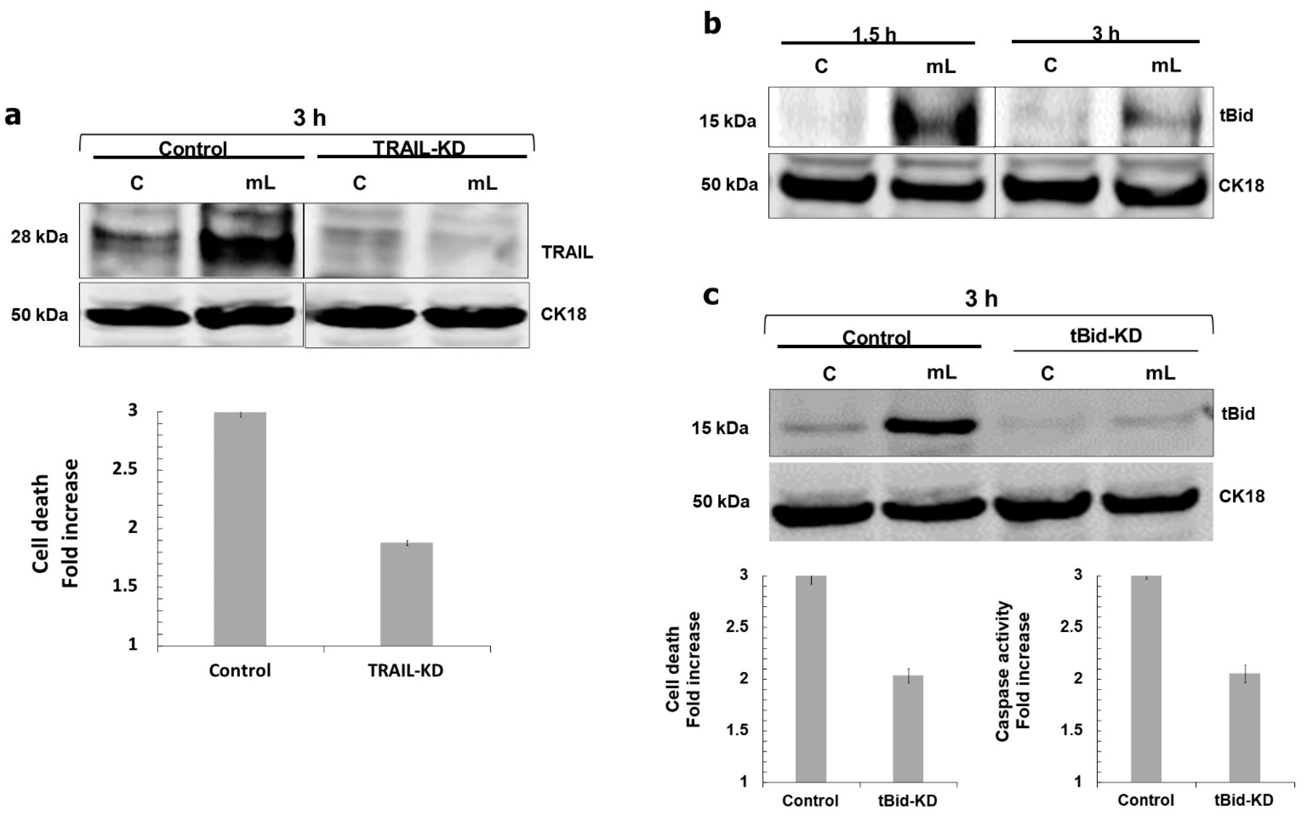 Cells 11 03274 g006 Cells 11 03274 g006