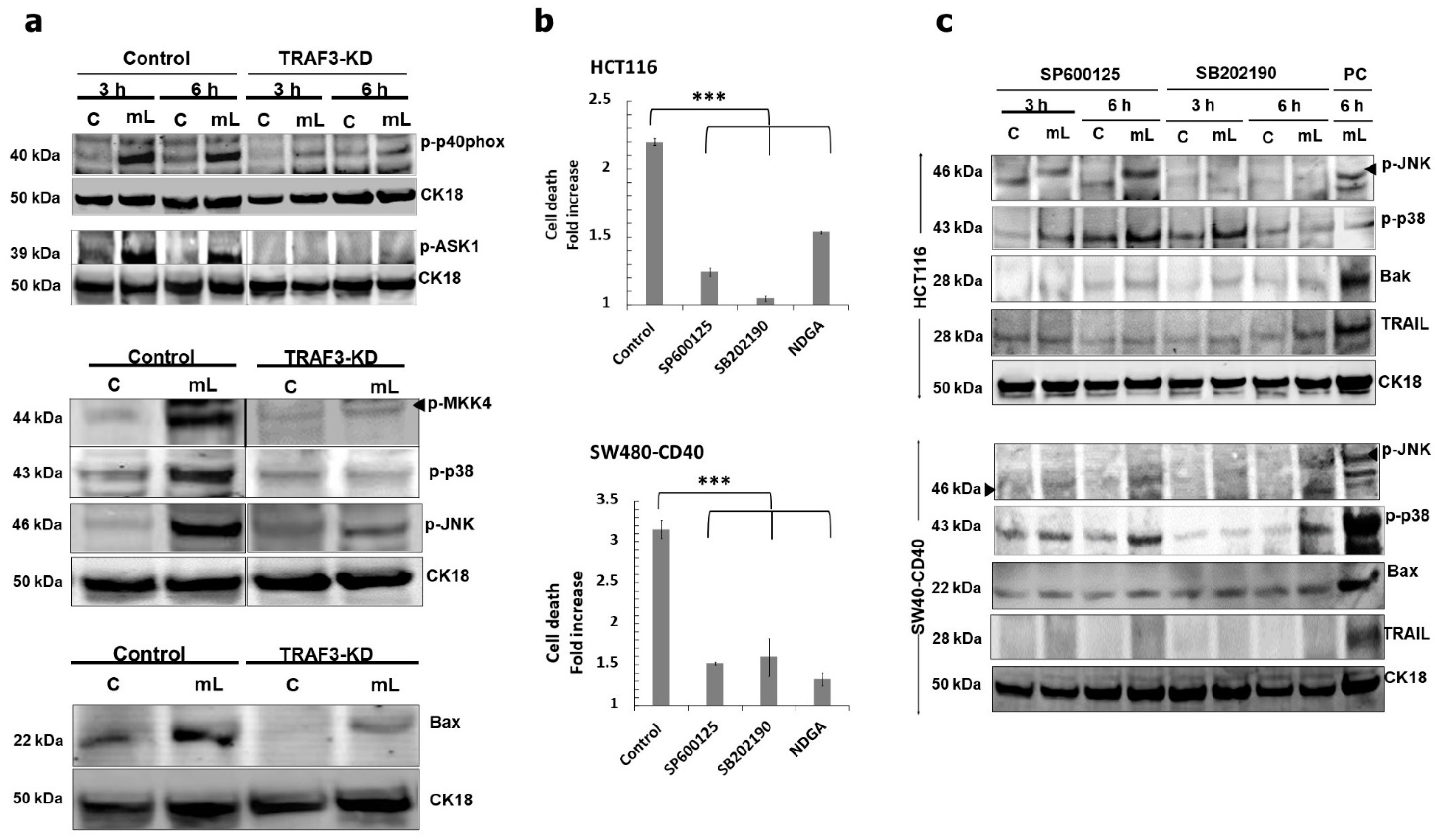 Cells 11 03274 g007 Cells 11 03274 g007