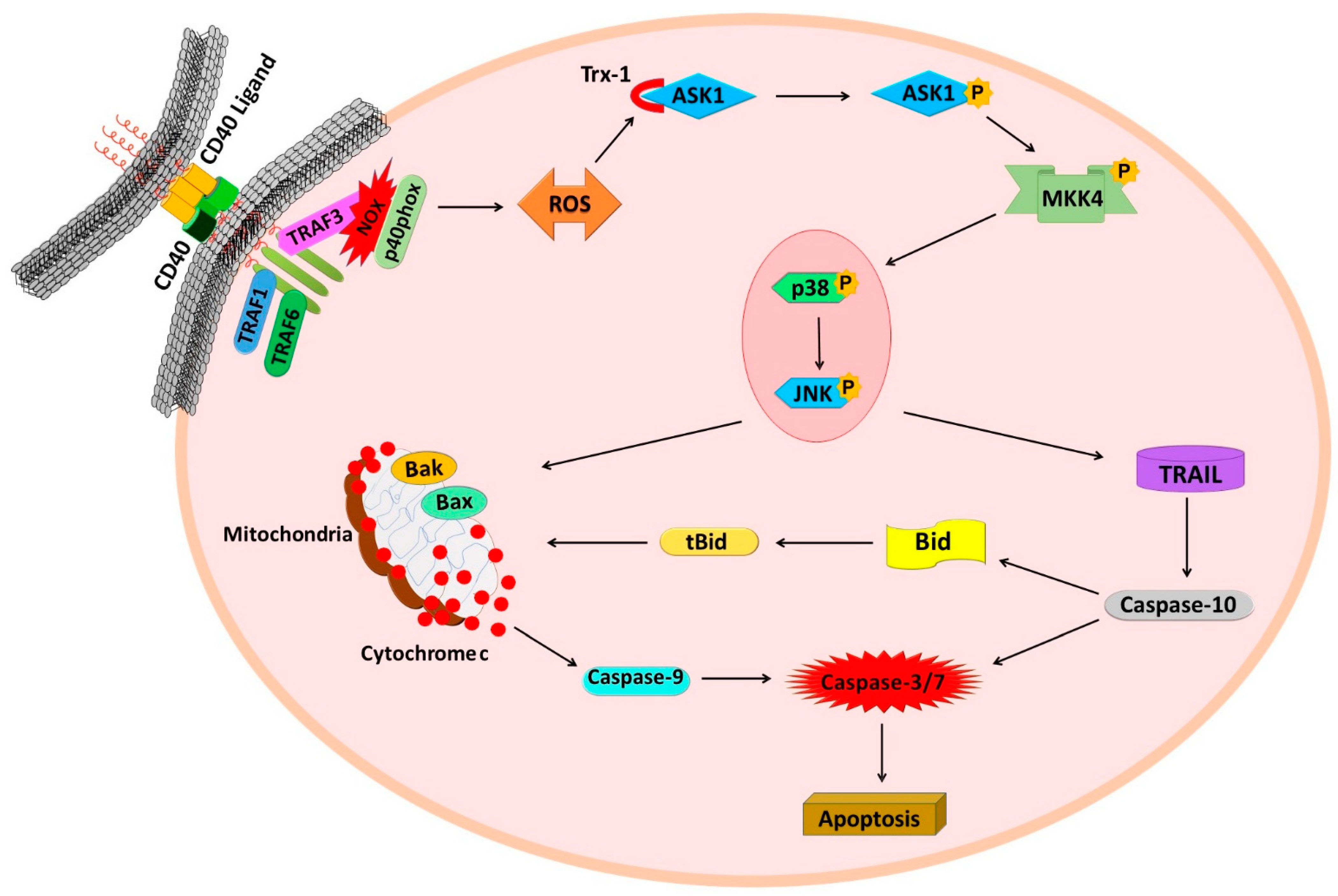 Cells 11 03274 g008 Cells 11 03274 g008