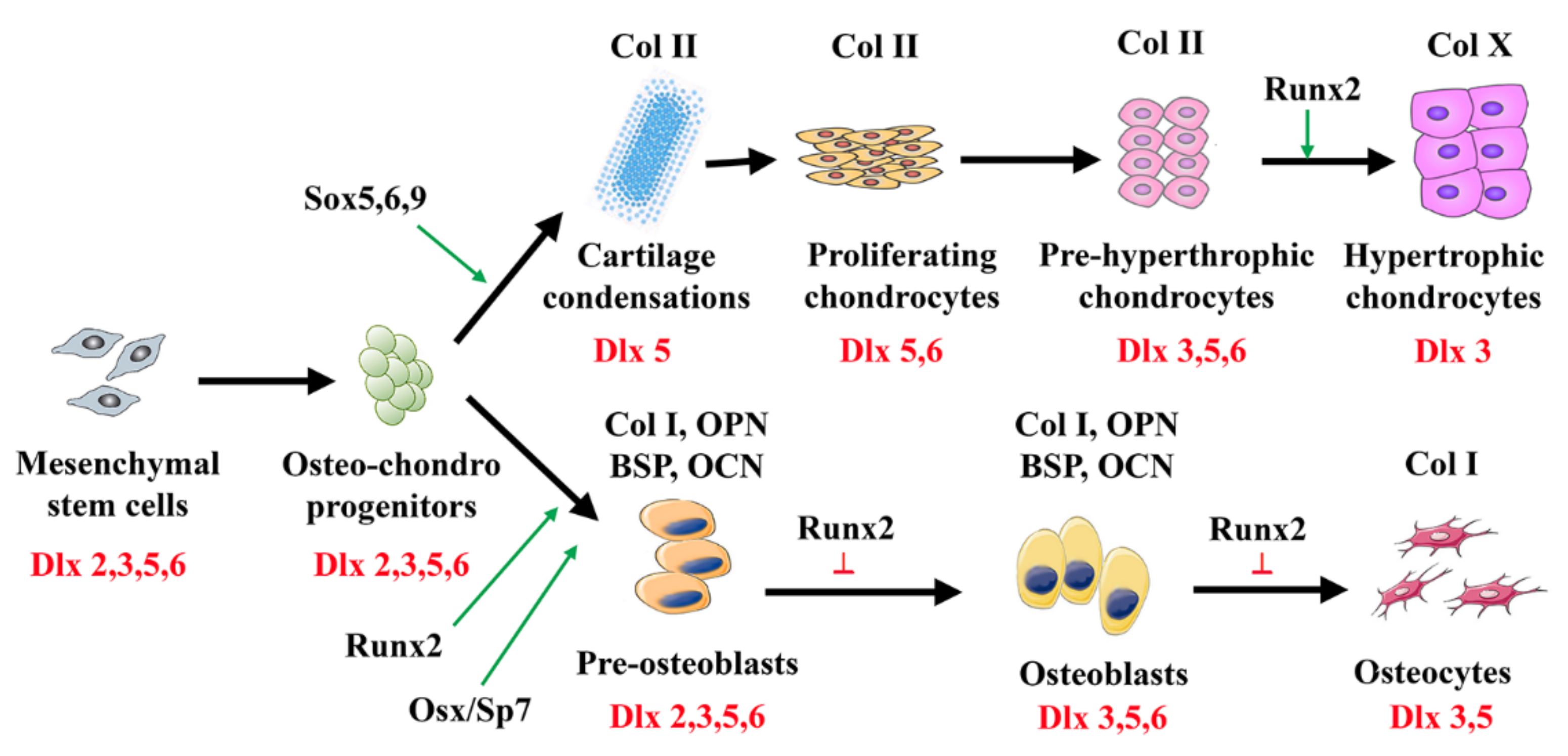 Cells 11 03277 g001 Cells 11 03277 g001