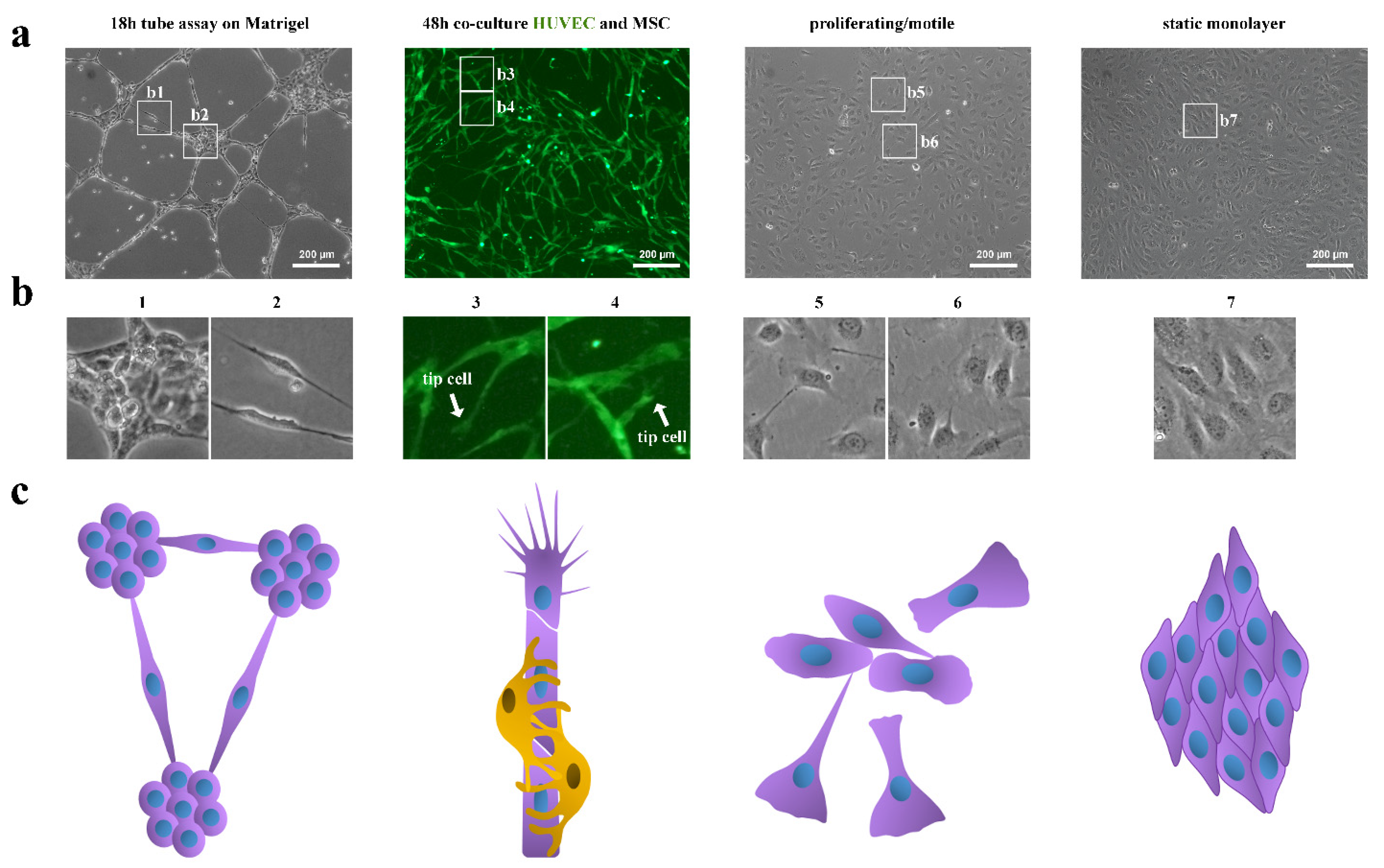 Cells 11 03278 g001