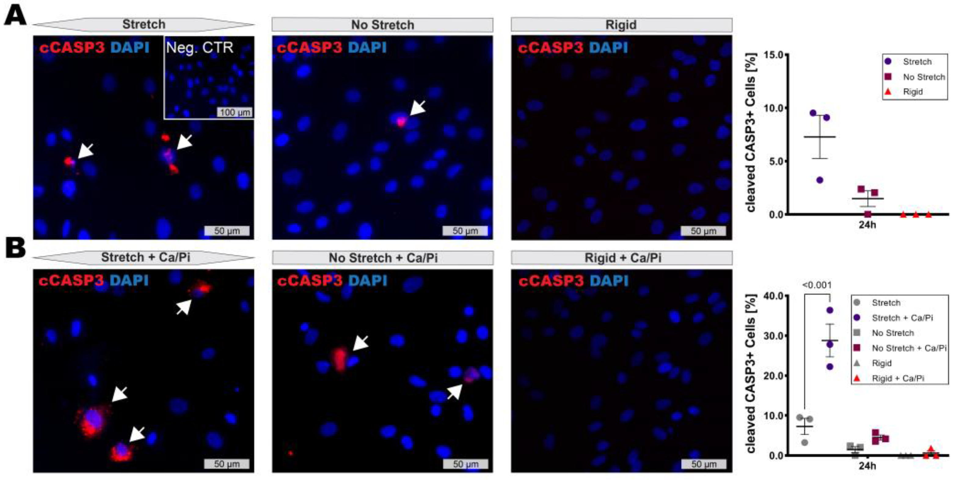 Cells 11 03279 g003 Cells 11 03279 g003