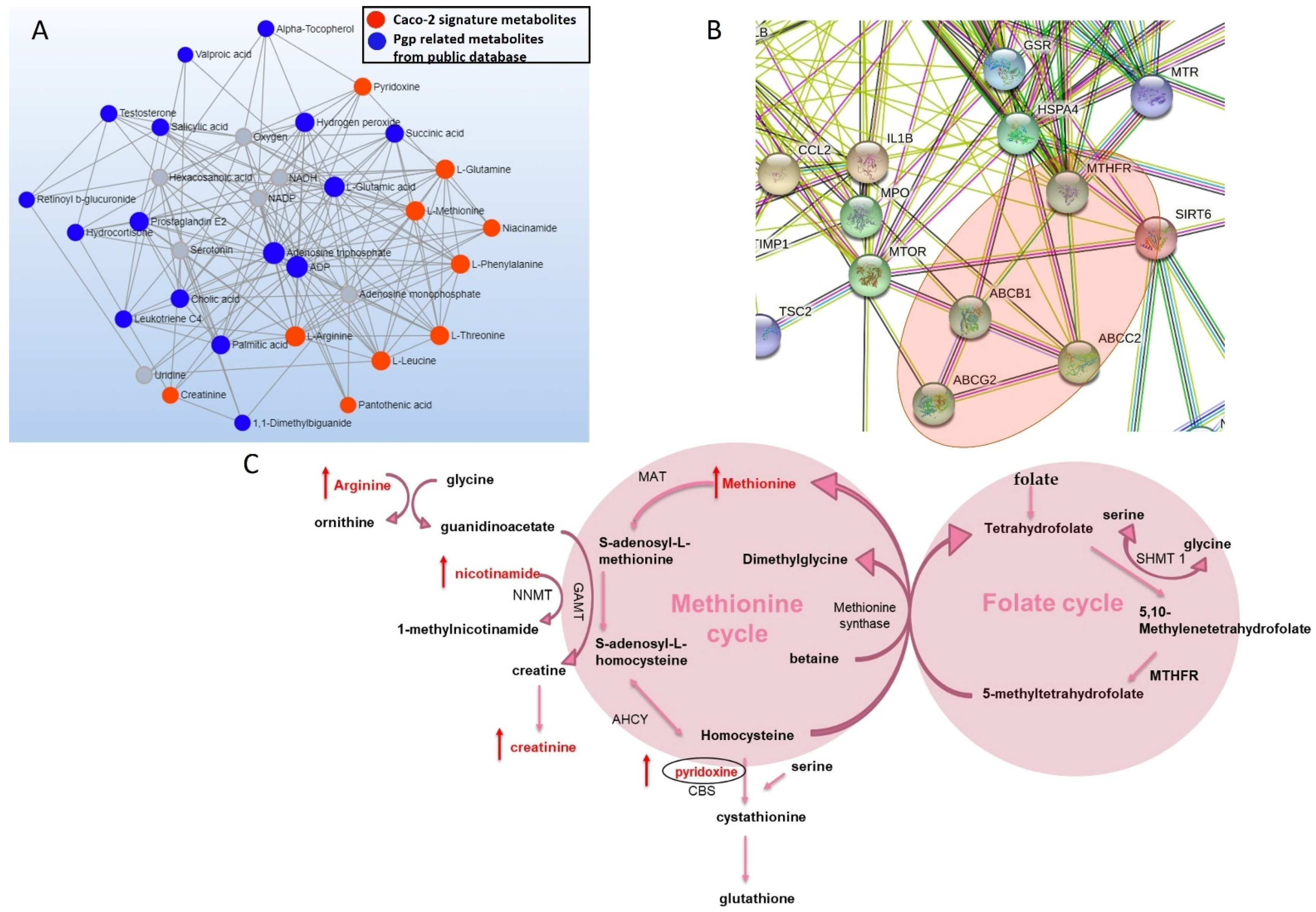 Cells 11 03286 g002 Cells 11 03286 g002