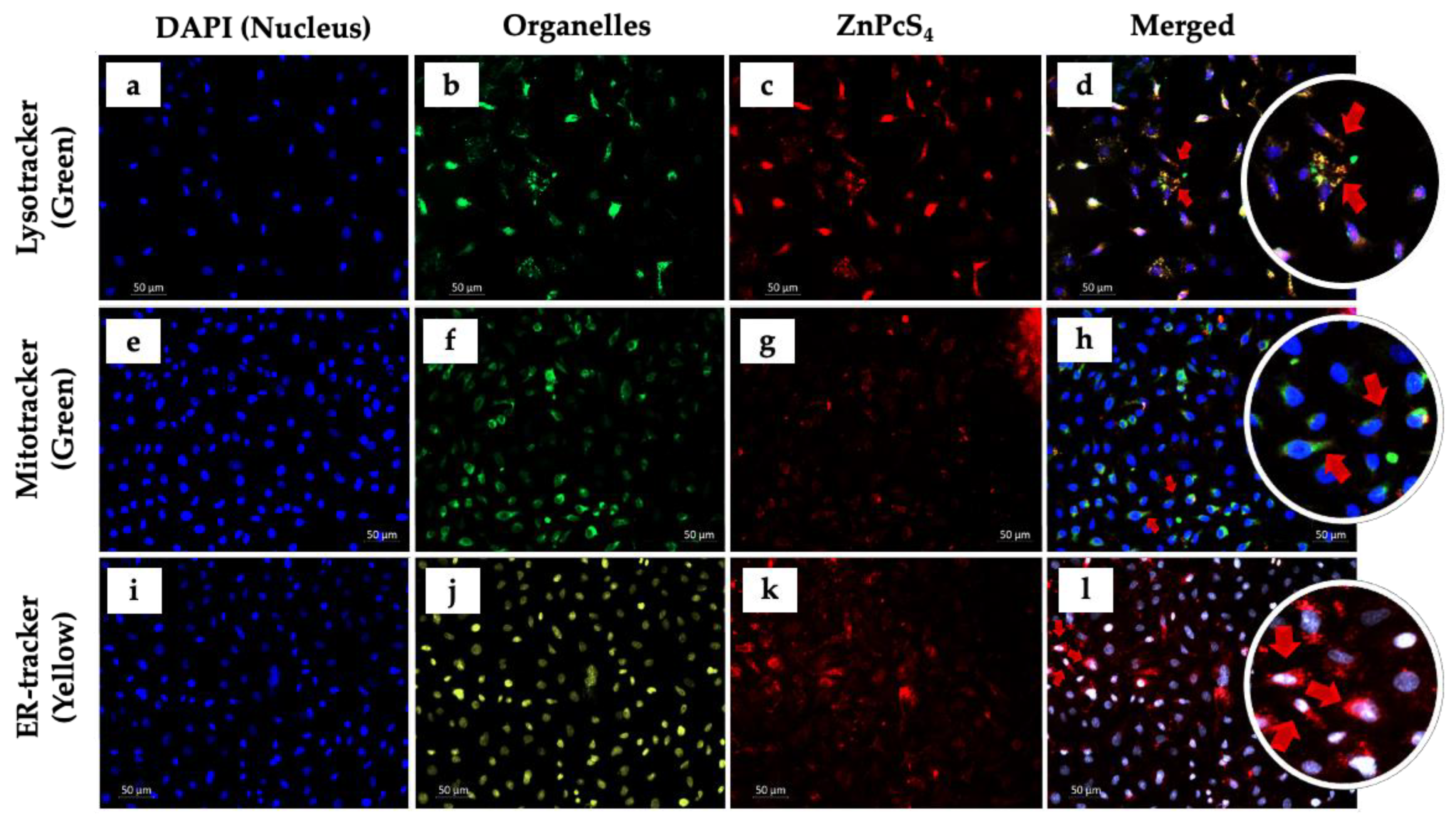 Cells 11 03288 g002 Cells 11 03288 g002