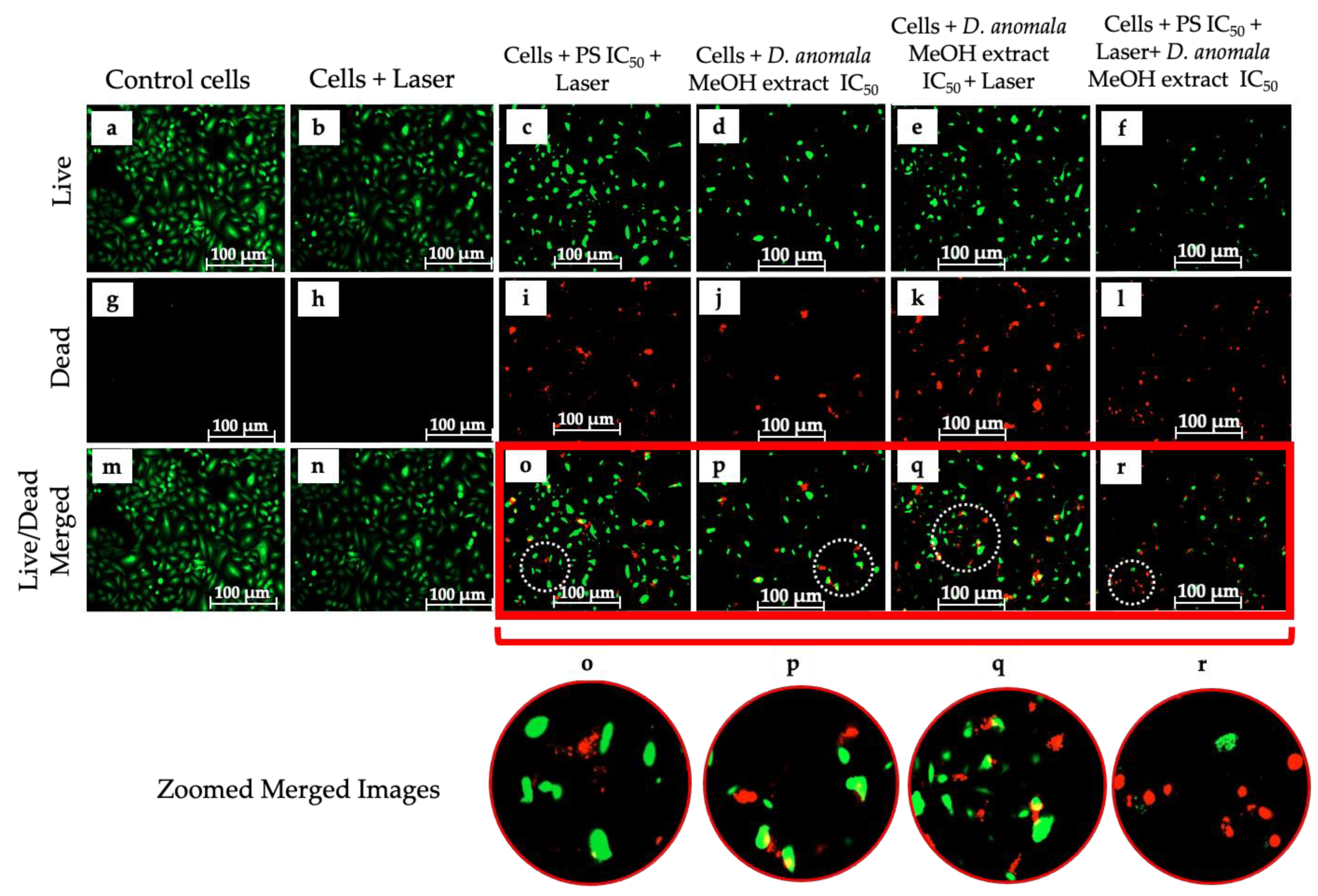 Cells 11 03288 g007 Cells 11 03288 g007
