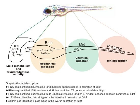 Cells | Free Full-Text | Unraveling Differential Transcriptomes and