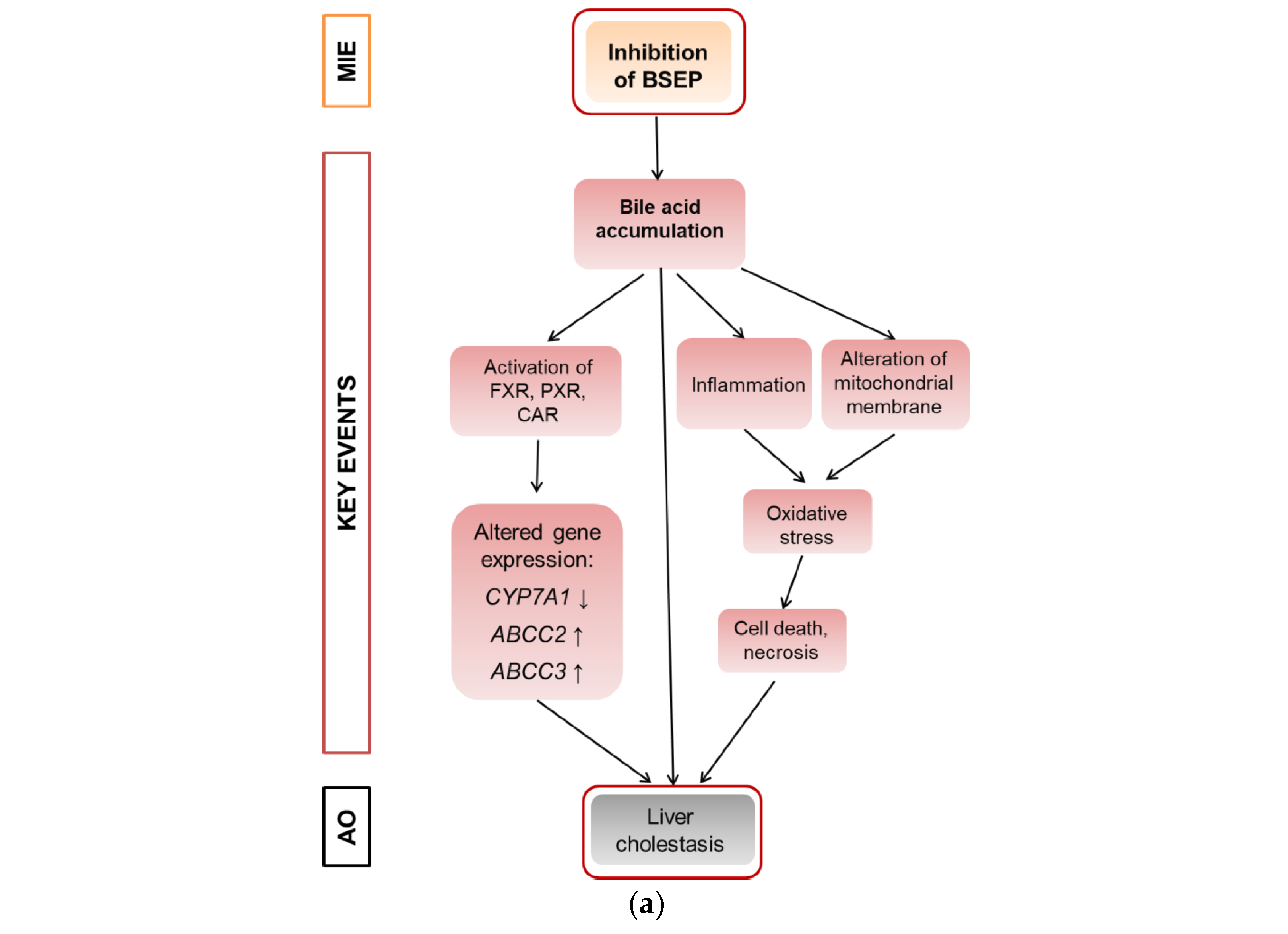 Cells 11 03293 g001a Cells 11 03293 g001a