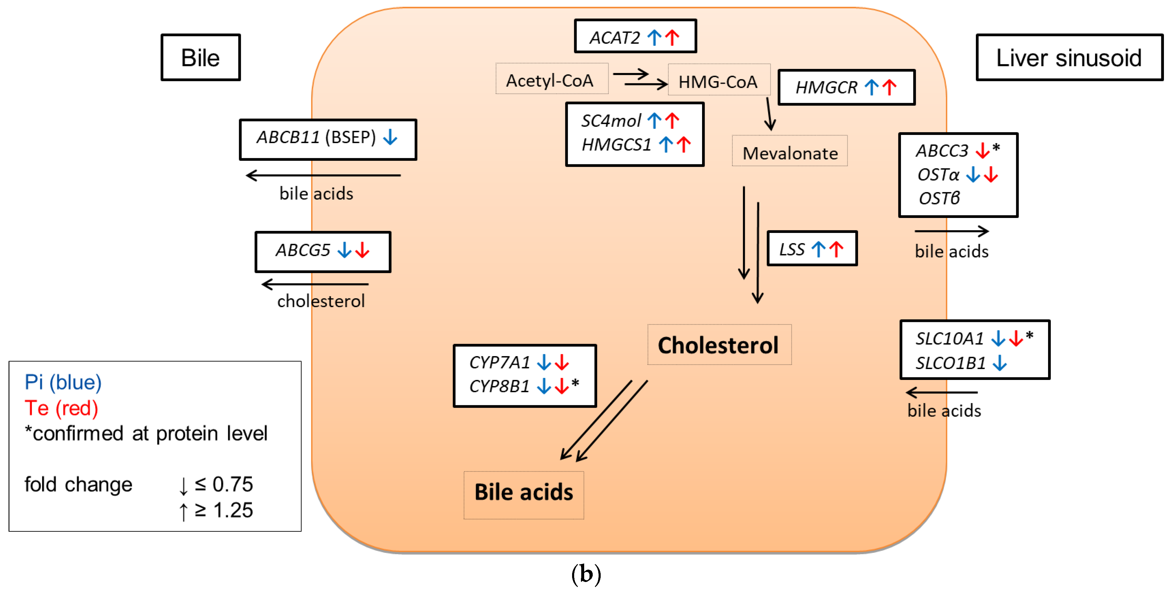 Cells 11 03293 g004c Cells 11 03293 g004c