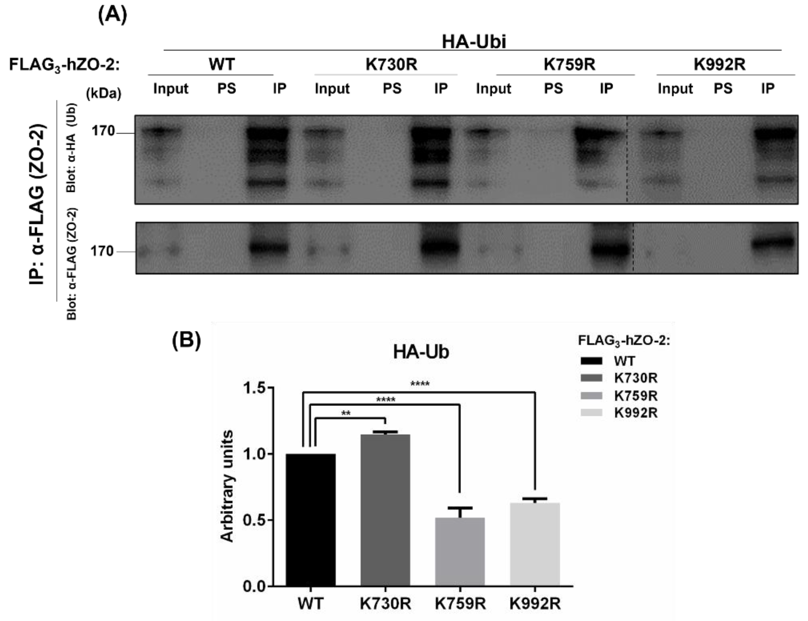 Cells 11 03296 g002 Cells 11 03296 g002