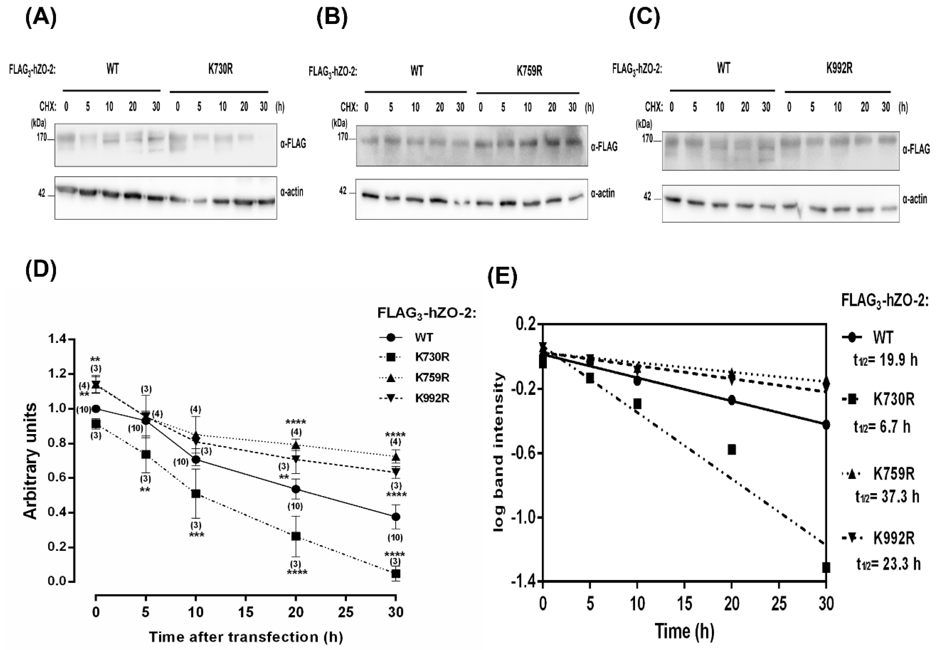 Cells 11 03296 g004 Cells 11 03296 g004