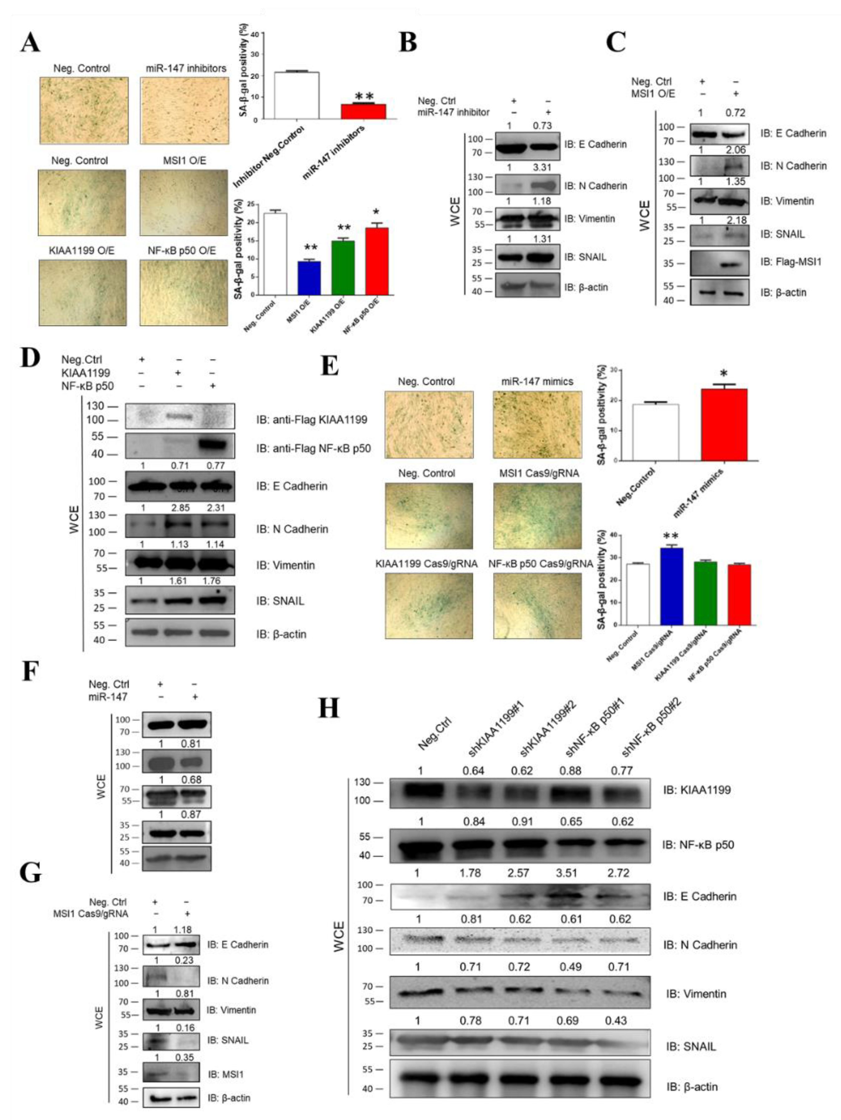 Cells 11 03312 g003 Cells 11 03312 g003