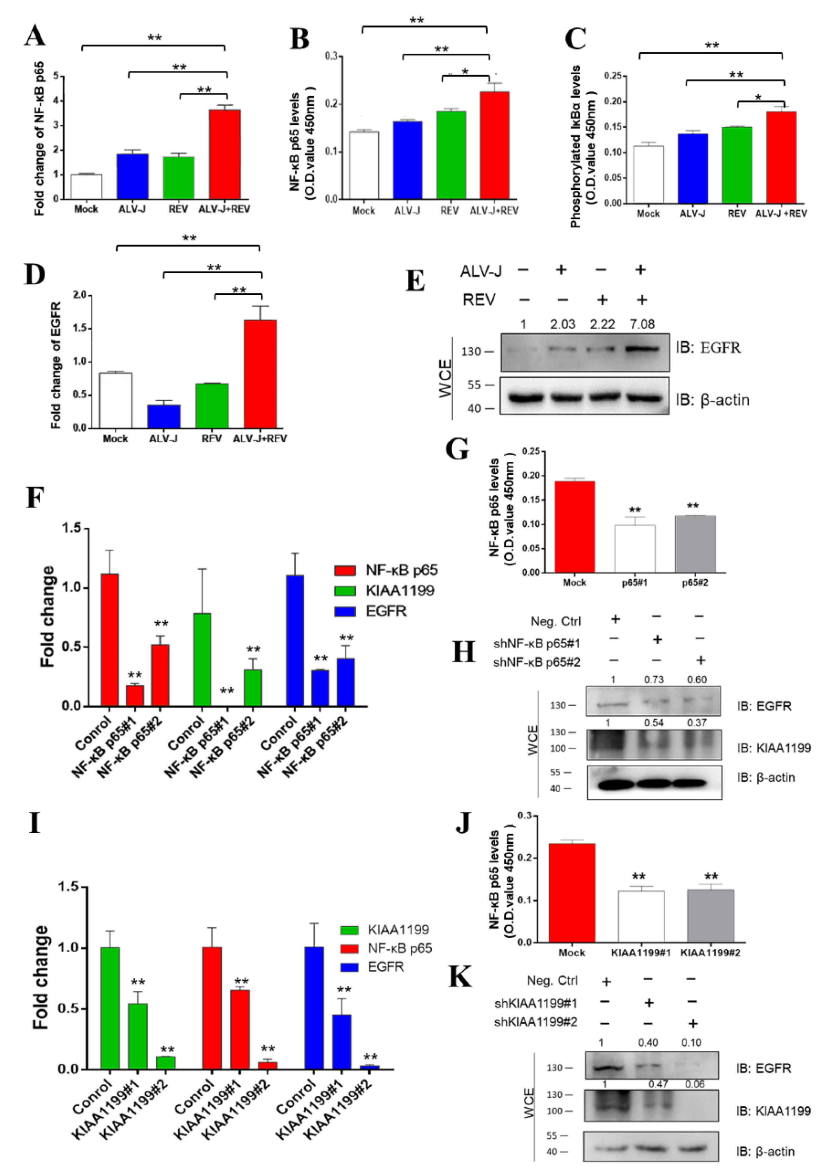 Cells 11 03312 g006 Cells 11 03312 g006