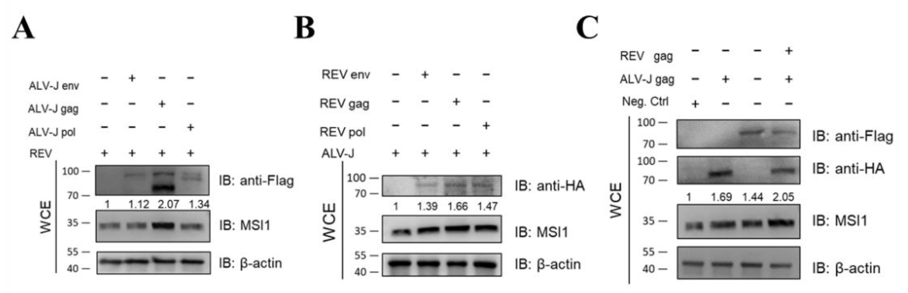 Cells 11 03312 g007 Cells 11 03312 g007