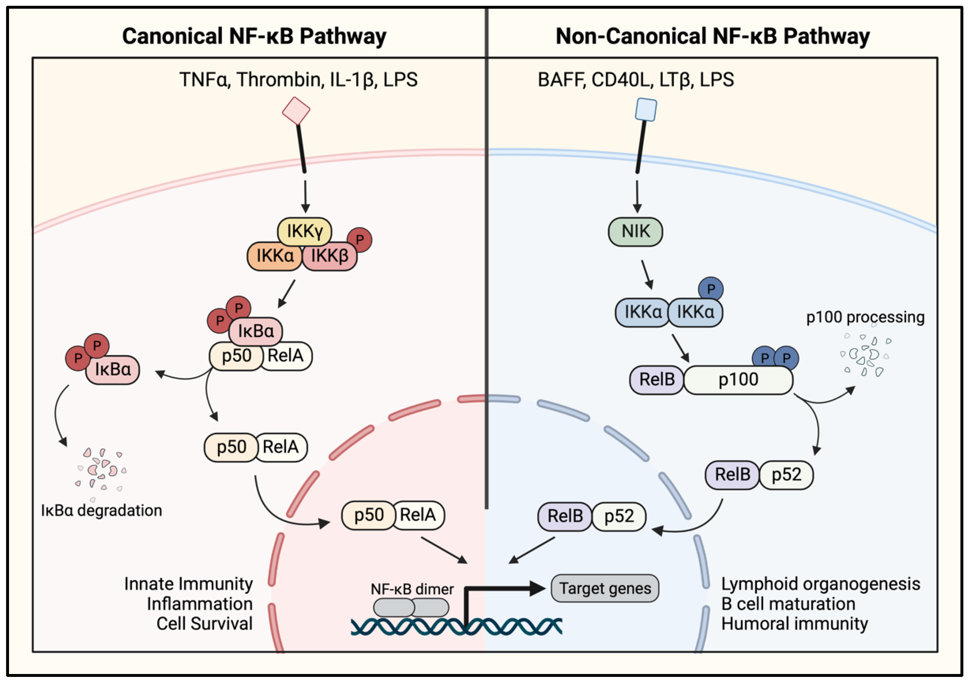 Cells Free Full Text Therapeutic Targeting Of NF B In Acute Lung cells-free-full-text-therapeutic-targeting-of-nf-b-in-acute-lung