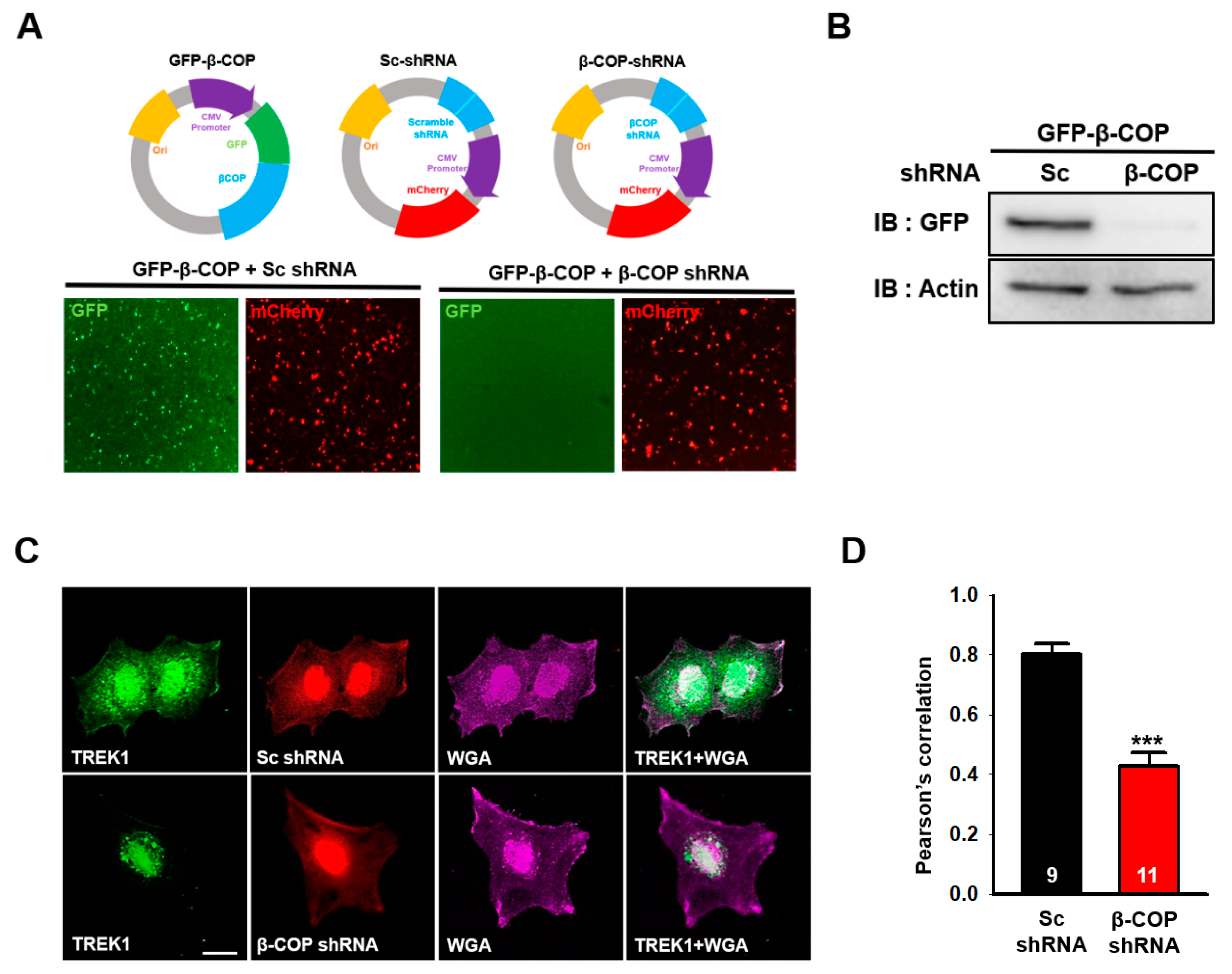 Cells 11 03322 g004a